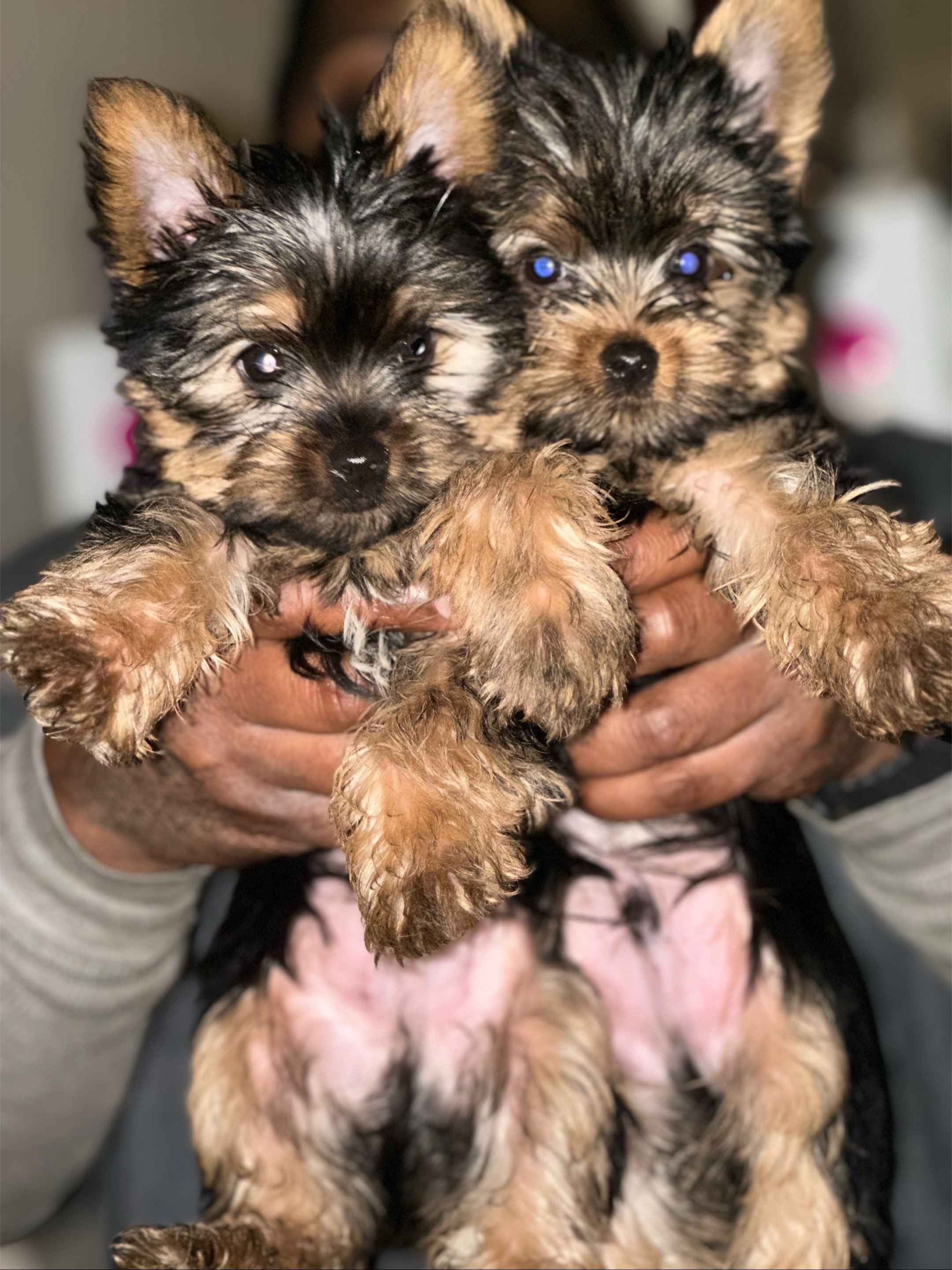 @RedBeautyYorkies🐾