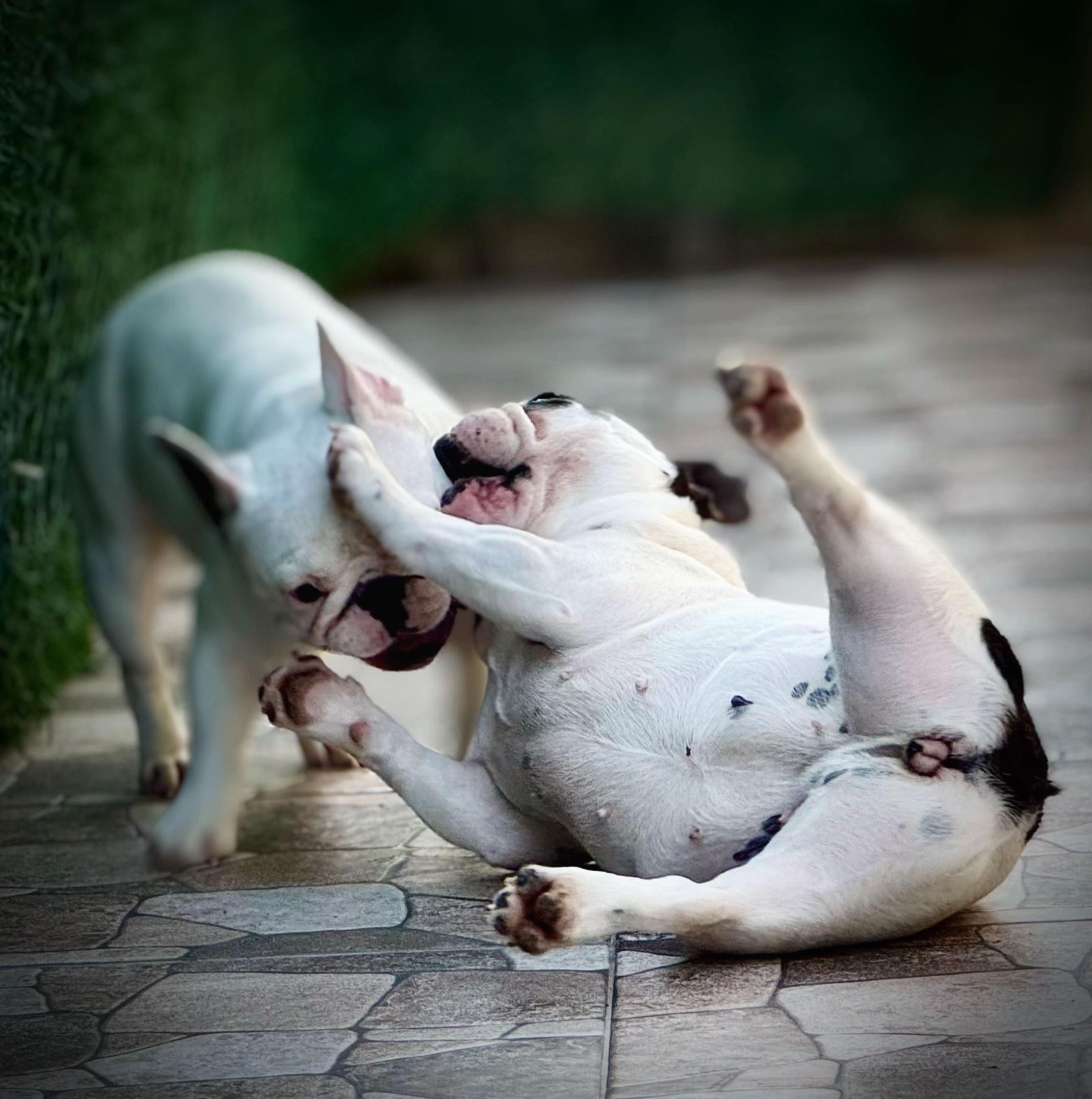 @Bosphorus Bulls French Bulldog