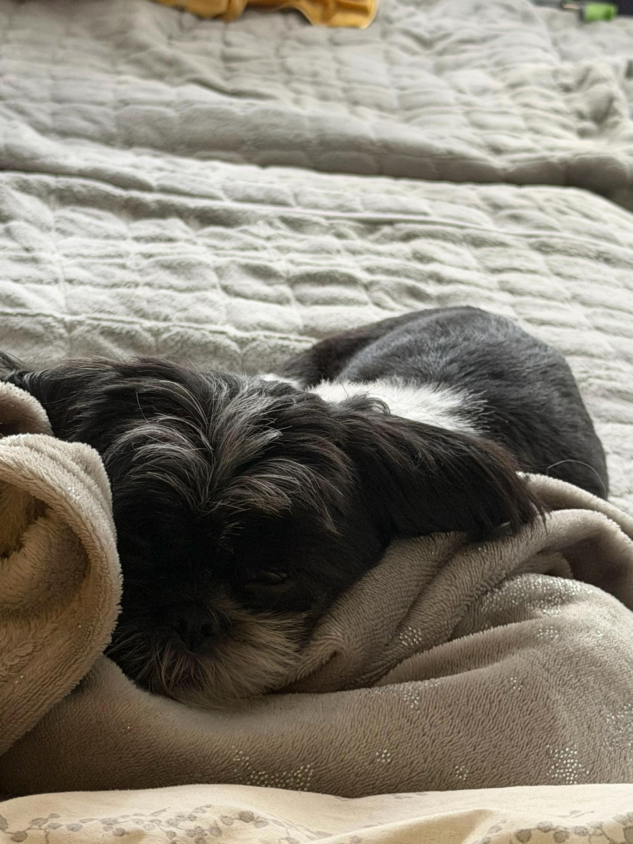 @Cleo shih-tzu