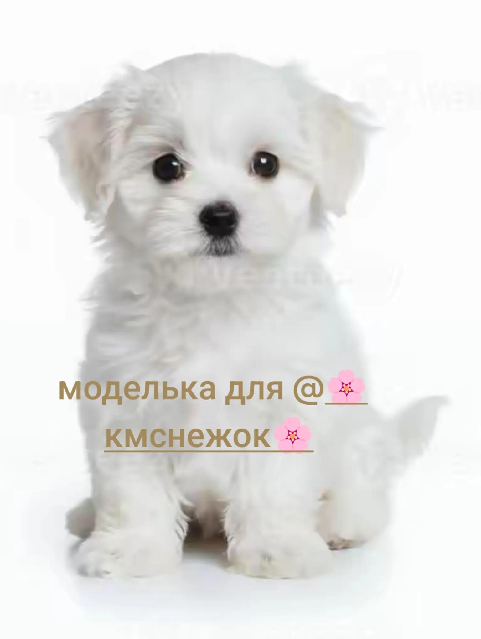@⭐💤✿❀Мина❀✿💤⭐🐱✅🐶✅
