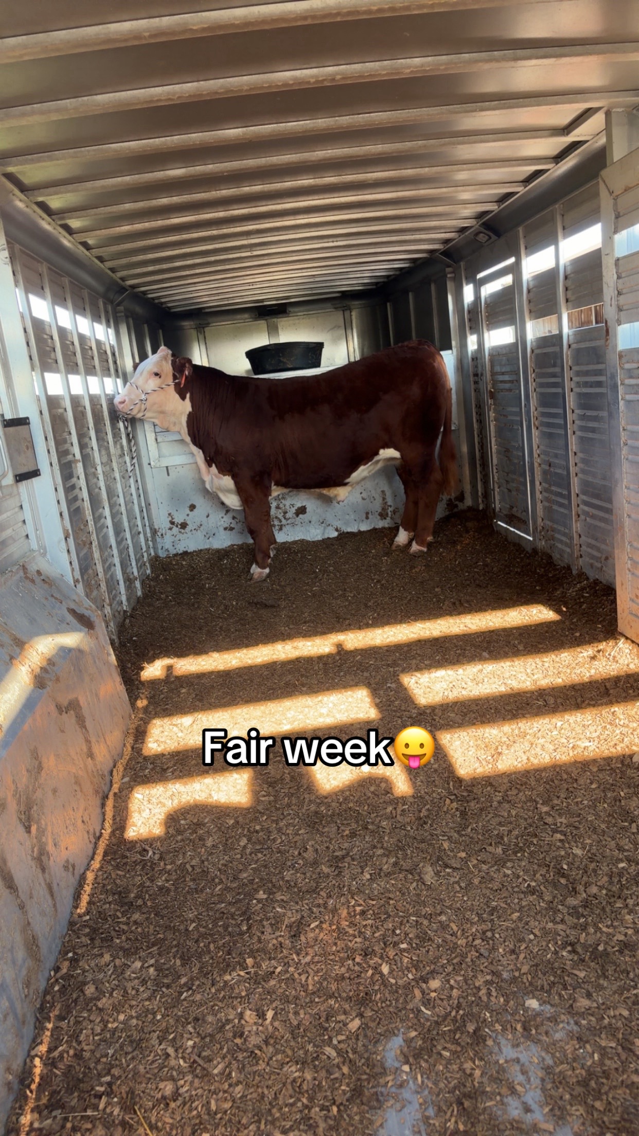 @Sylvia🐄