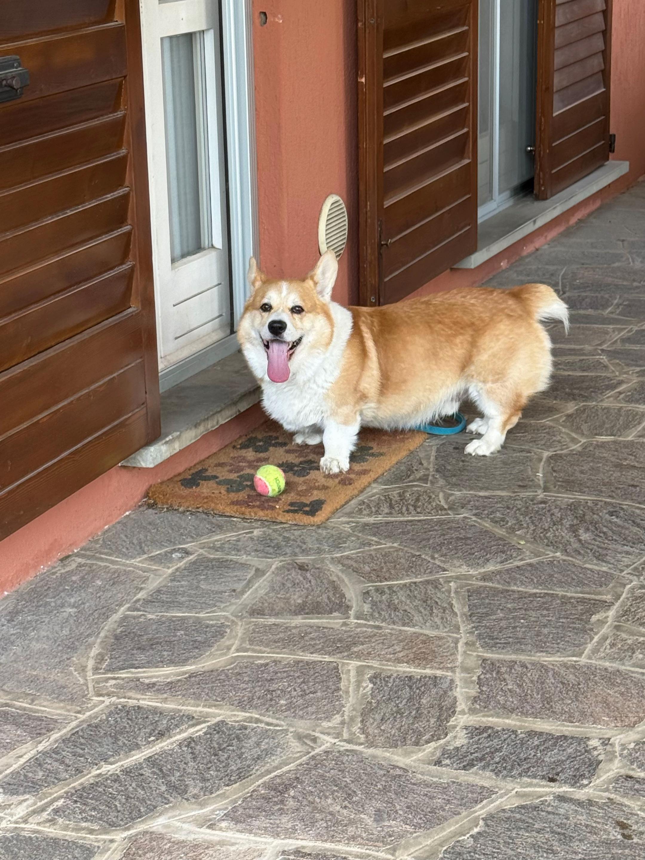 @Cheddar the Corgi