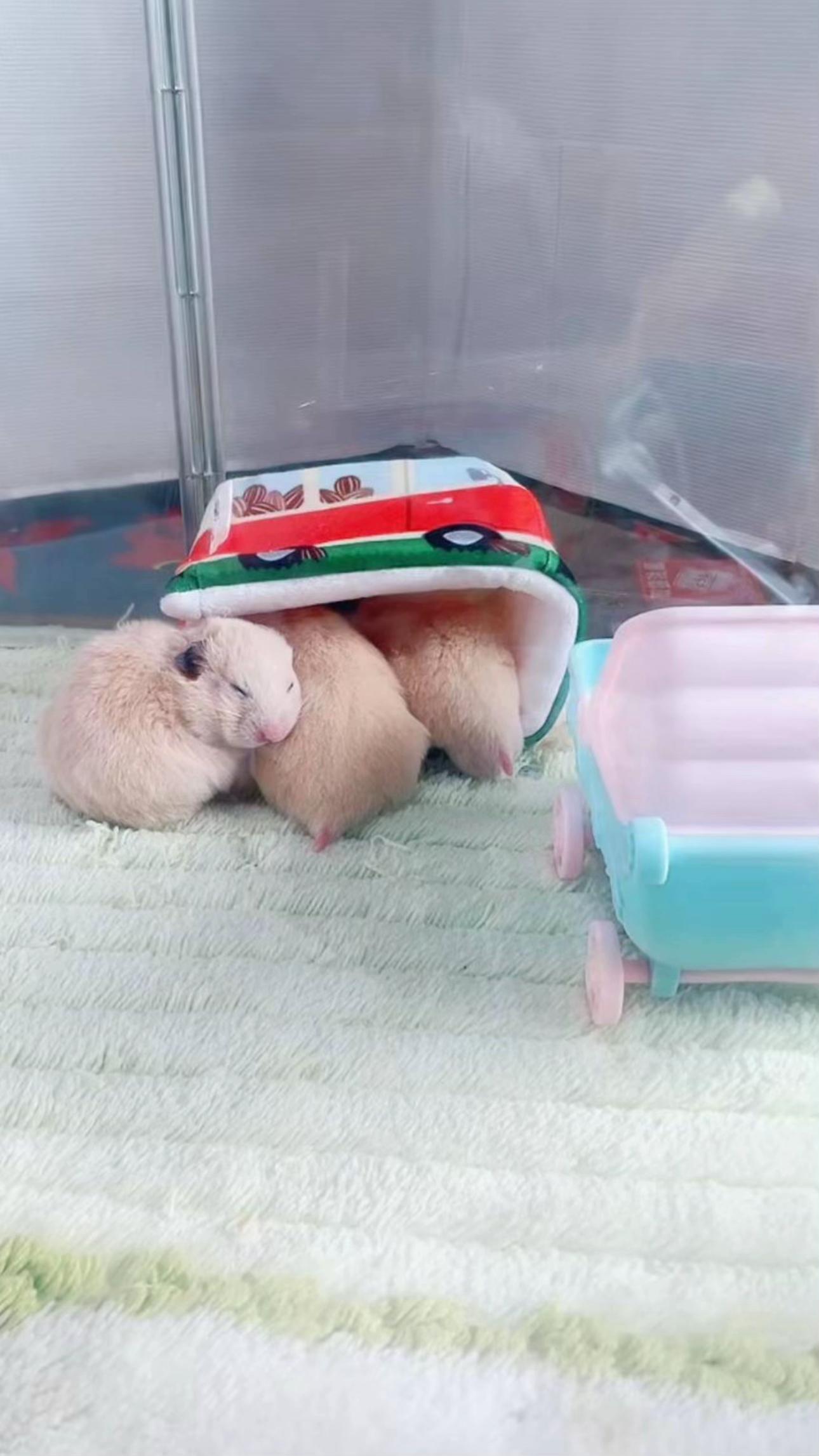 @big mama 🐹🐕🧅💜
