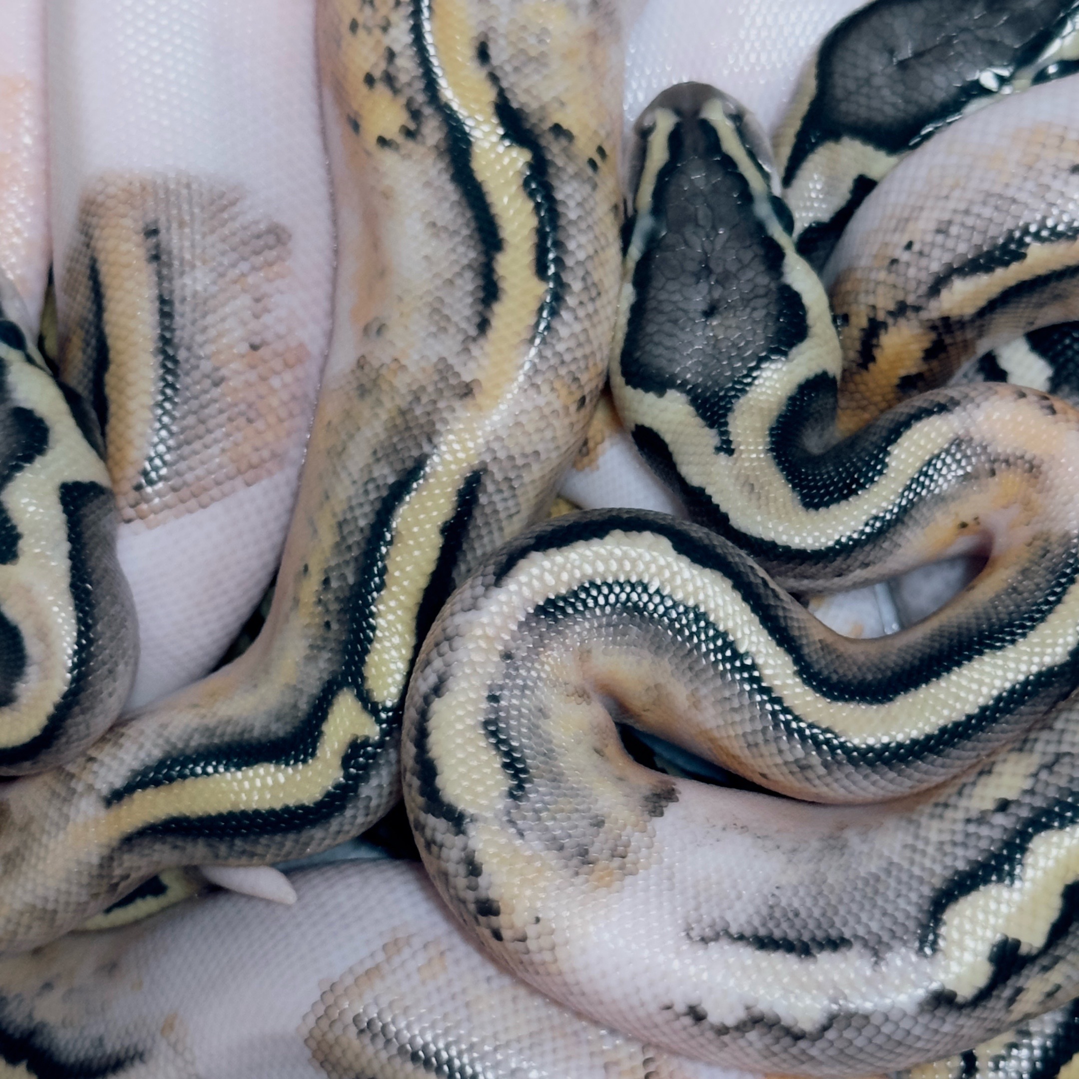 @Sallevallesnakes (jose)