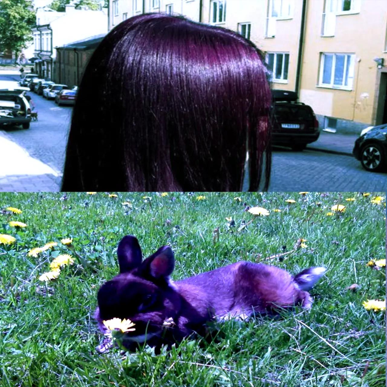 @I like bunnies