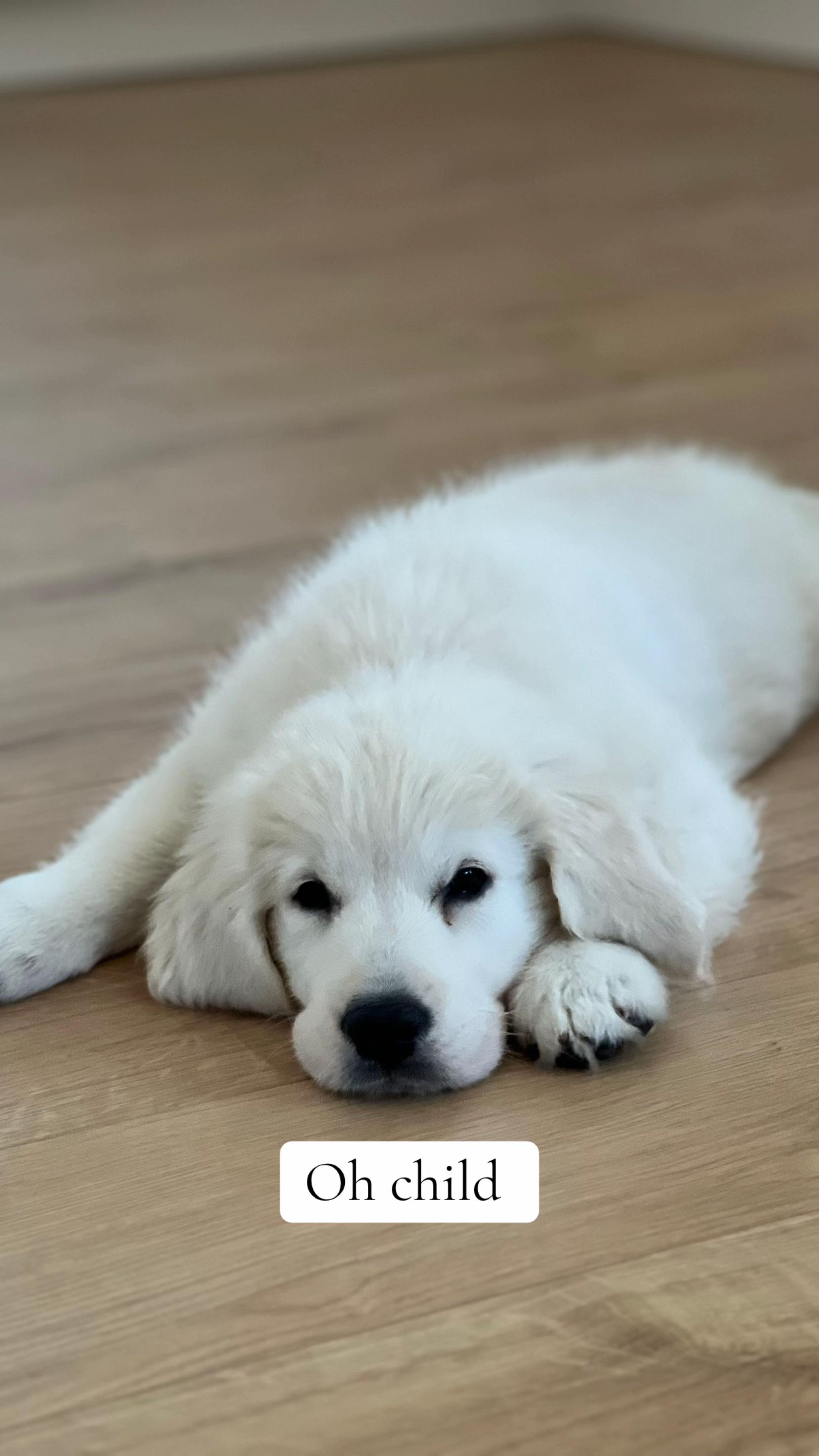 @Miss Ellie The Golden 🤍
