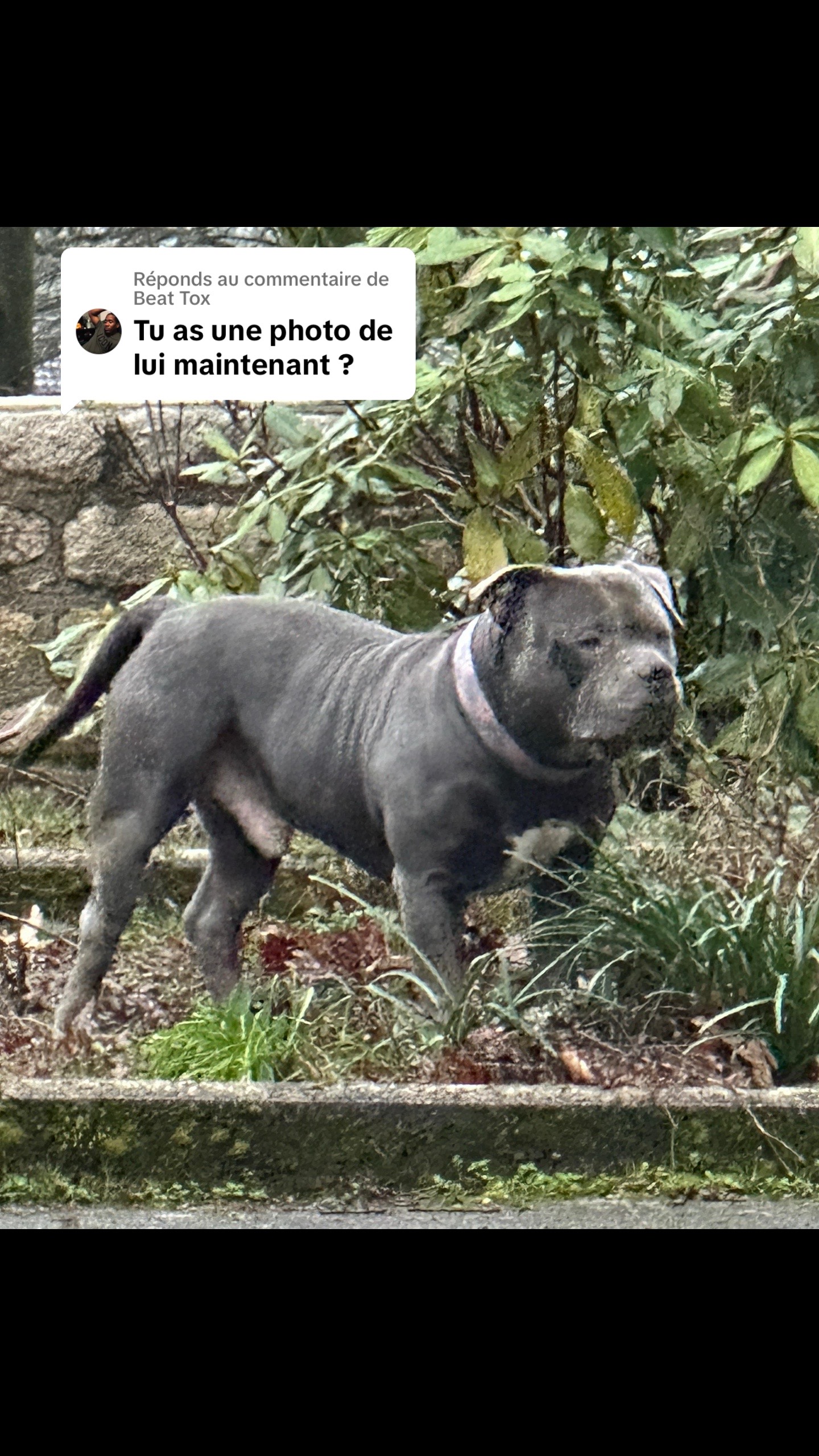 @GordiTheBully