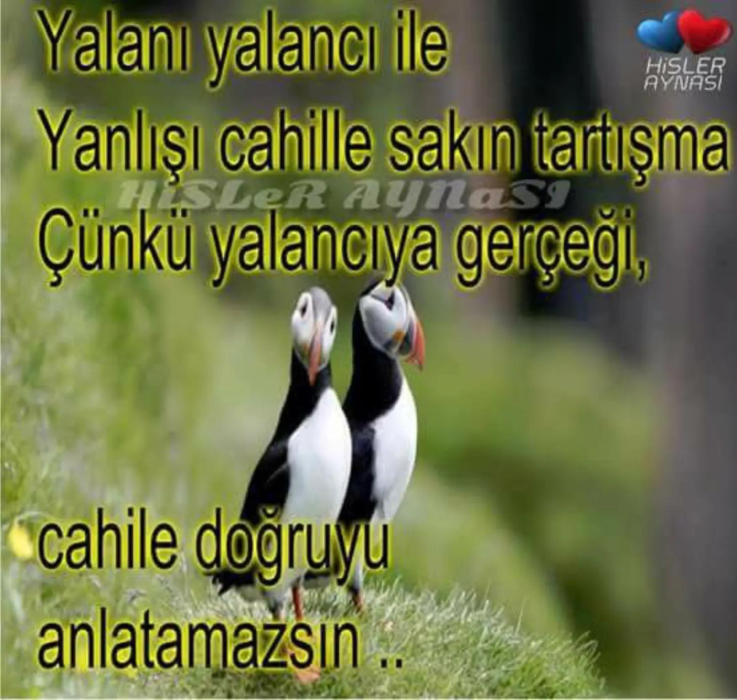 @karadayı