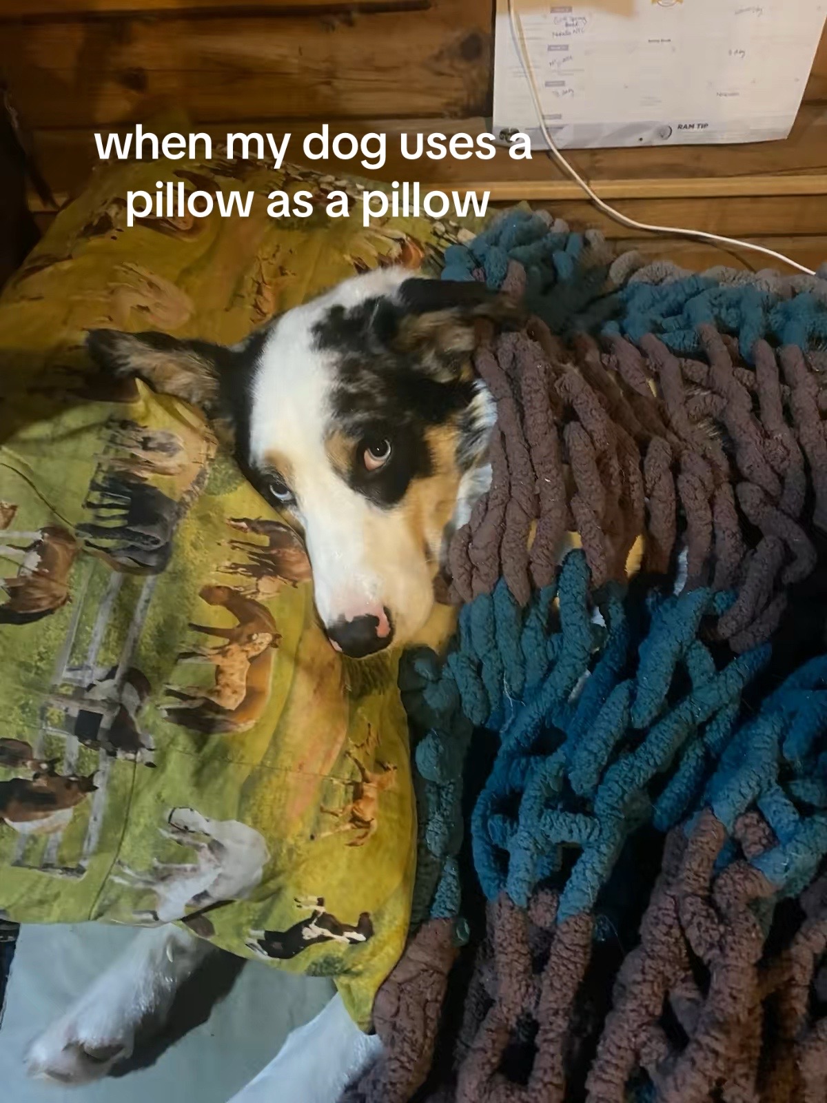 @tails_of_ty