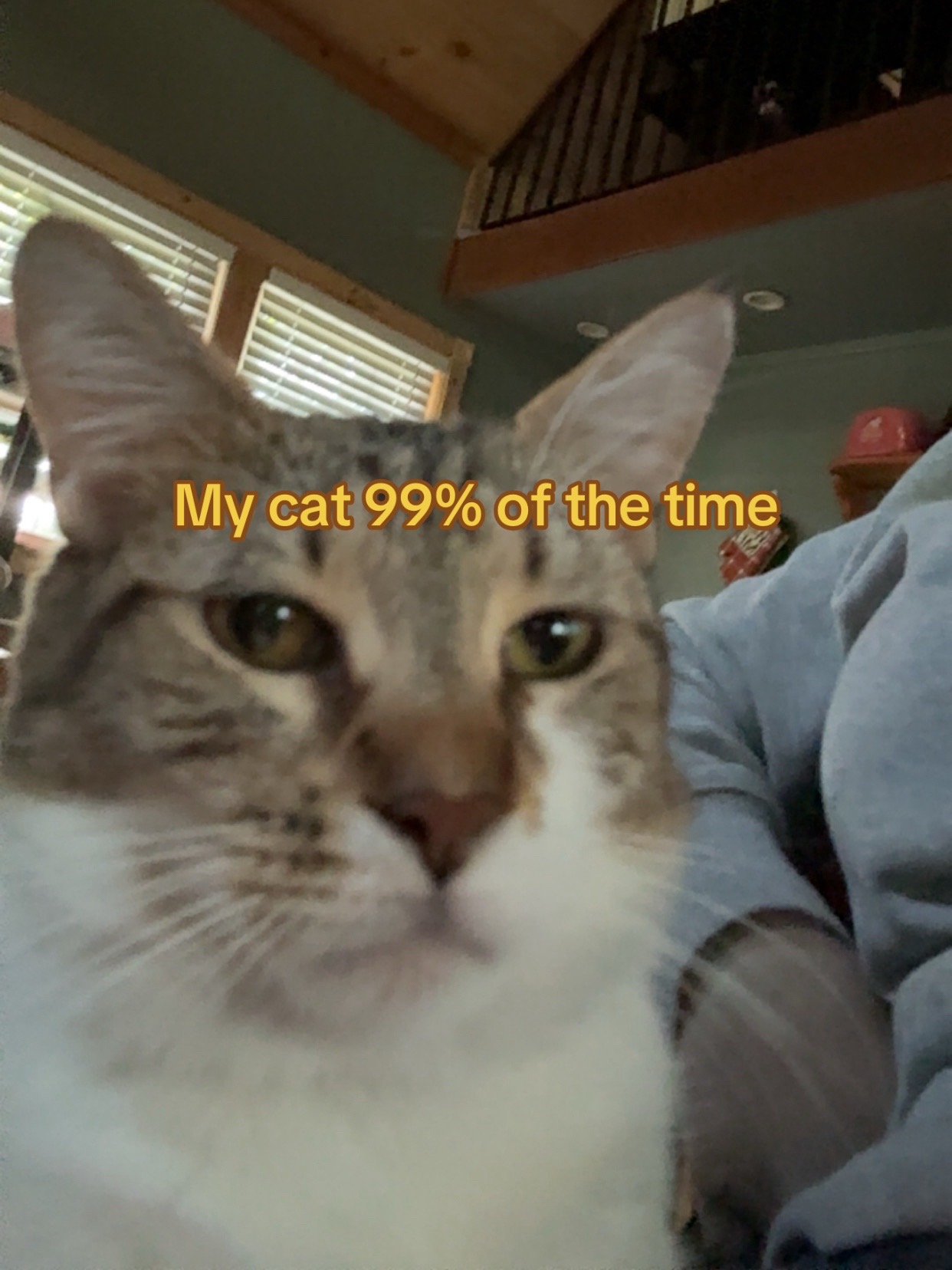 @👋🐈
