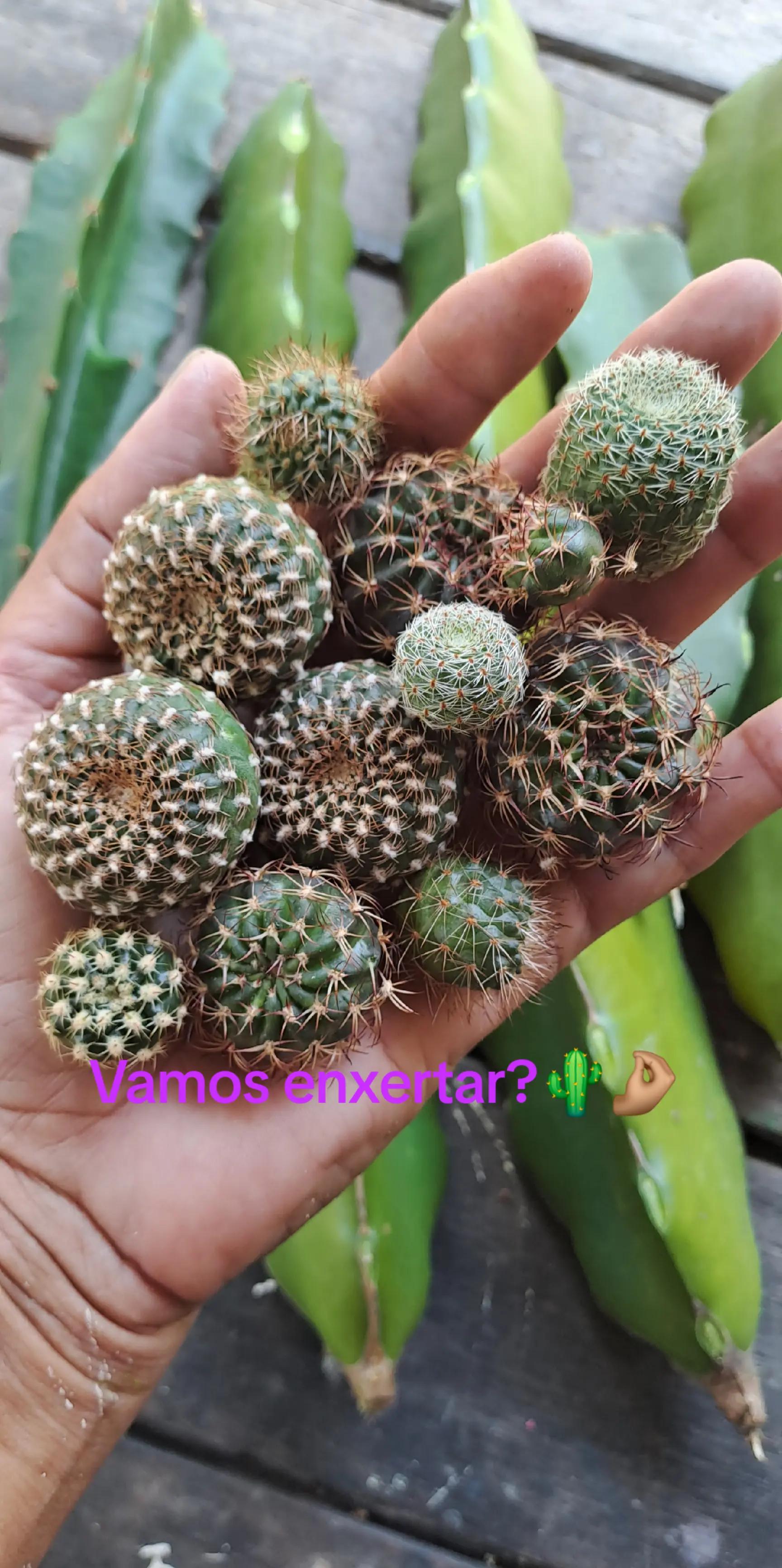 @Cactos & Poesia🌵🤍✍️🏽