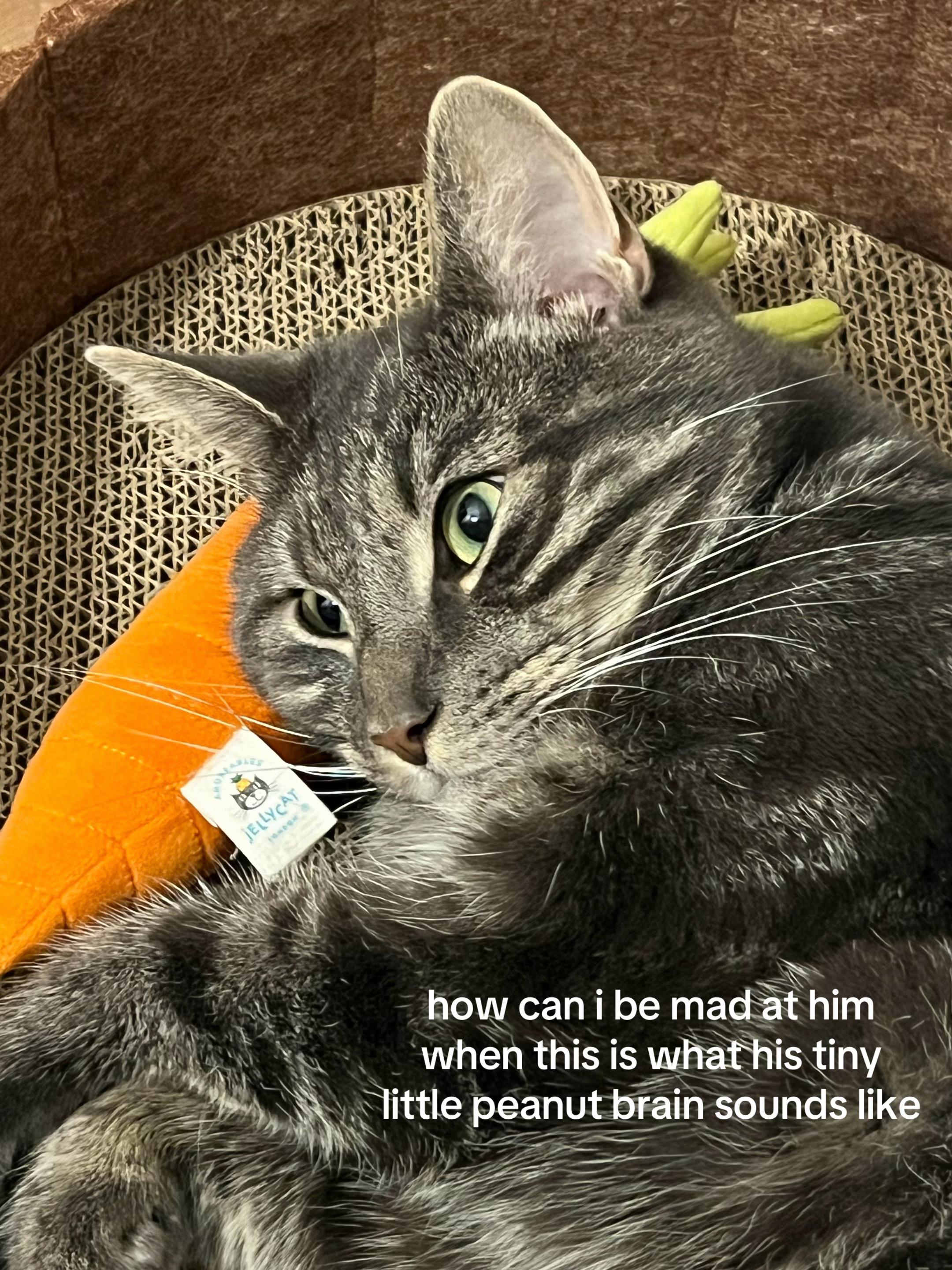 @lilcatloki
