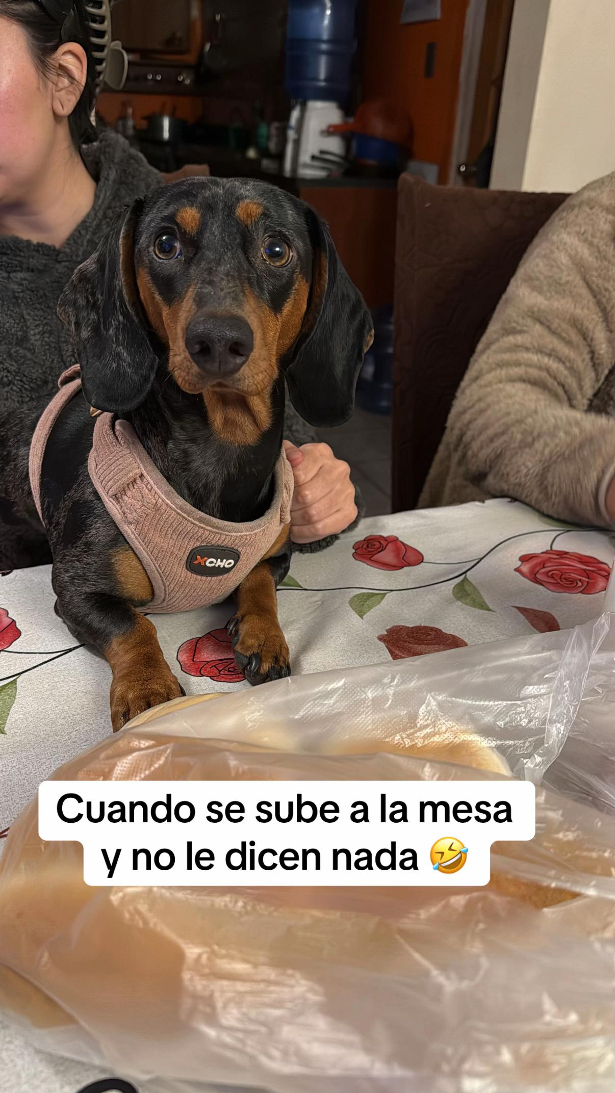 @𝑴𝒊𝒍𝒂 𝑴𝒊𝒍𝒂𝒏𝒆𝒔𝒂 🐾