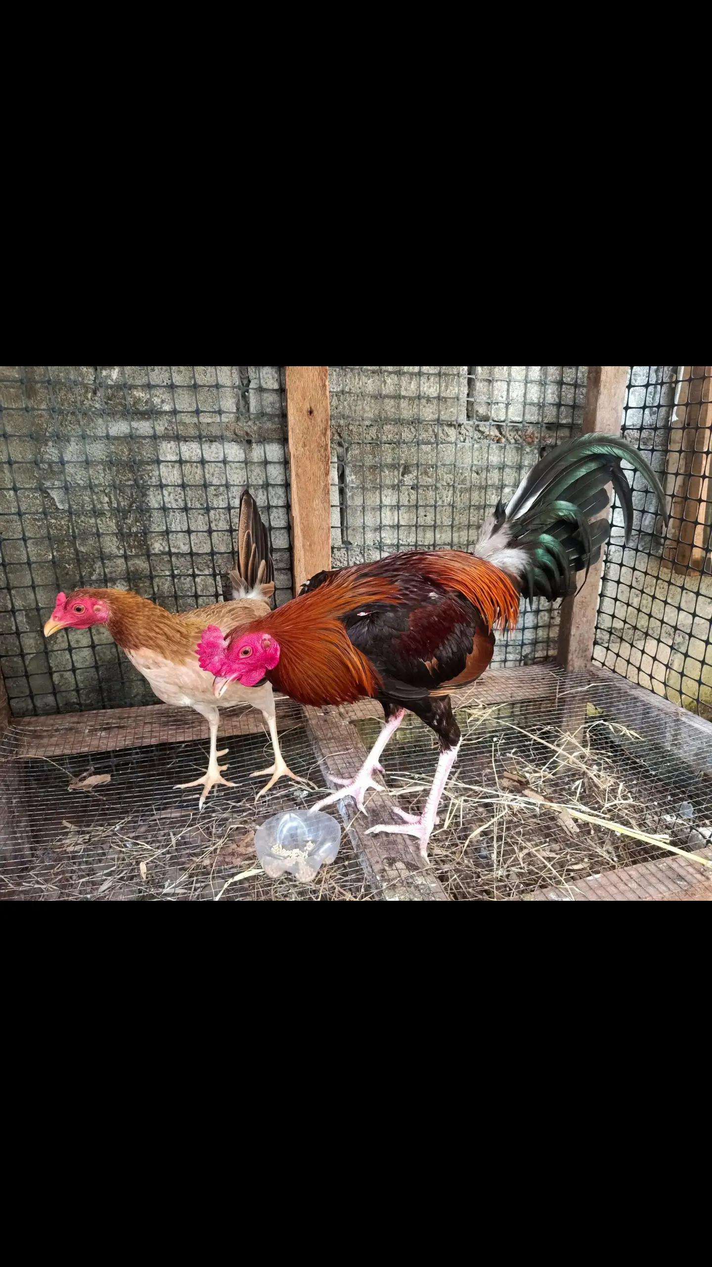 @Zoren ka manok tv