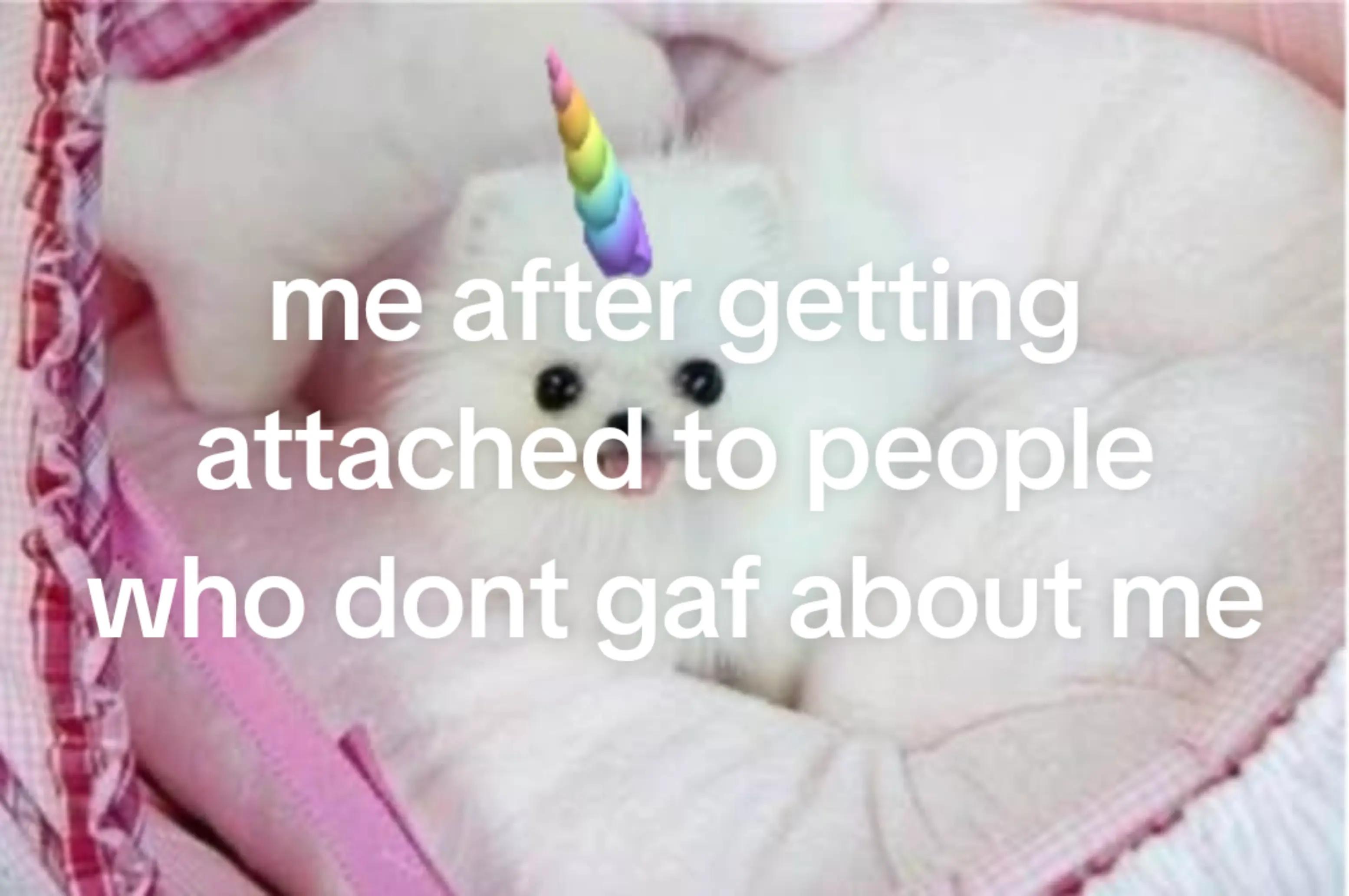 @bunny