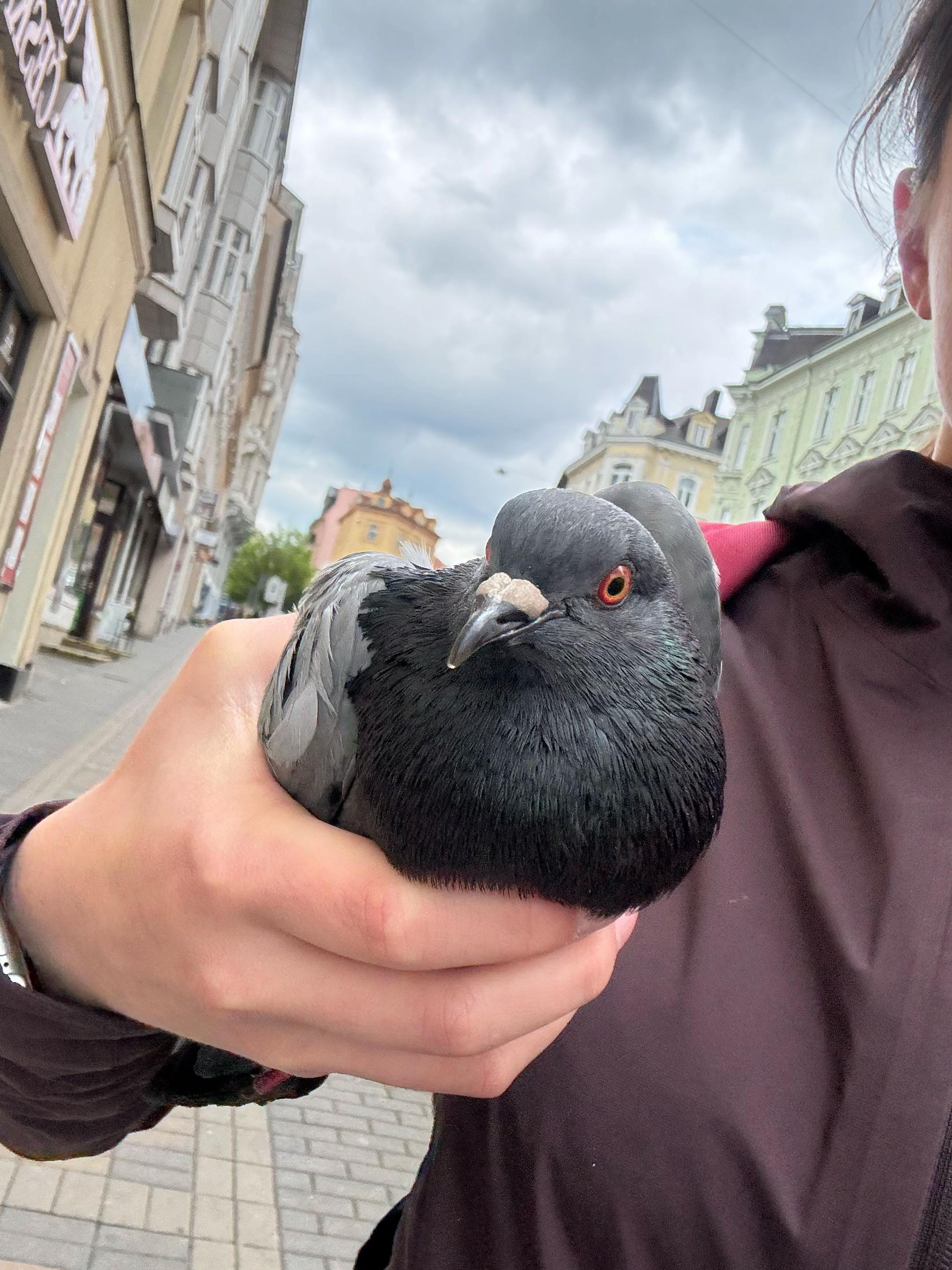 @Pigeon