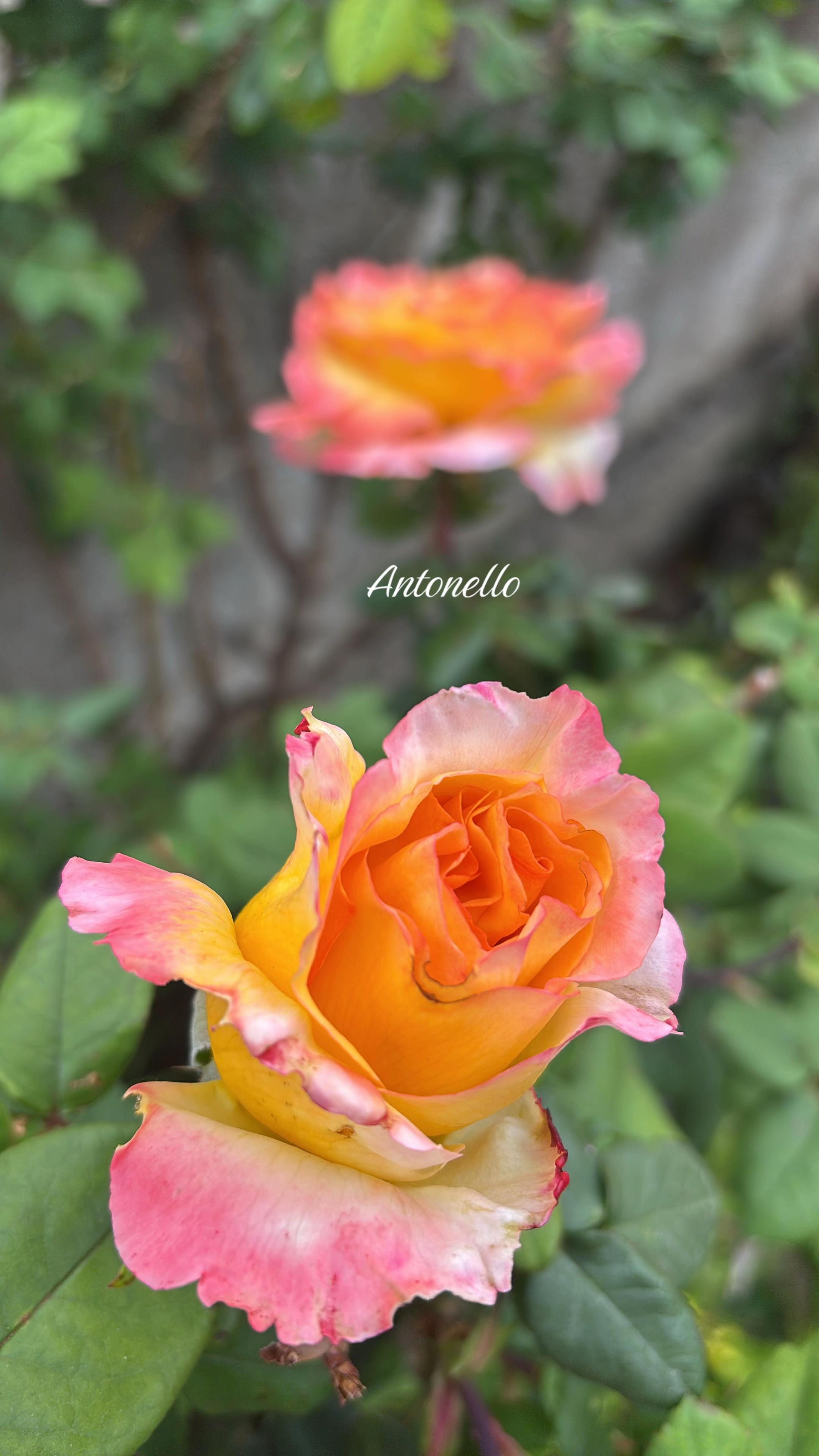 @leone60