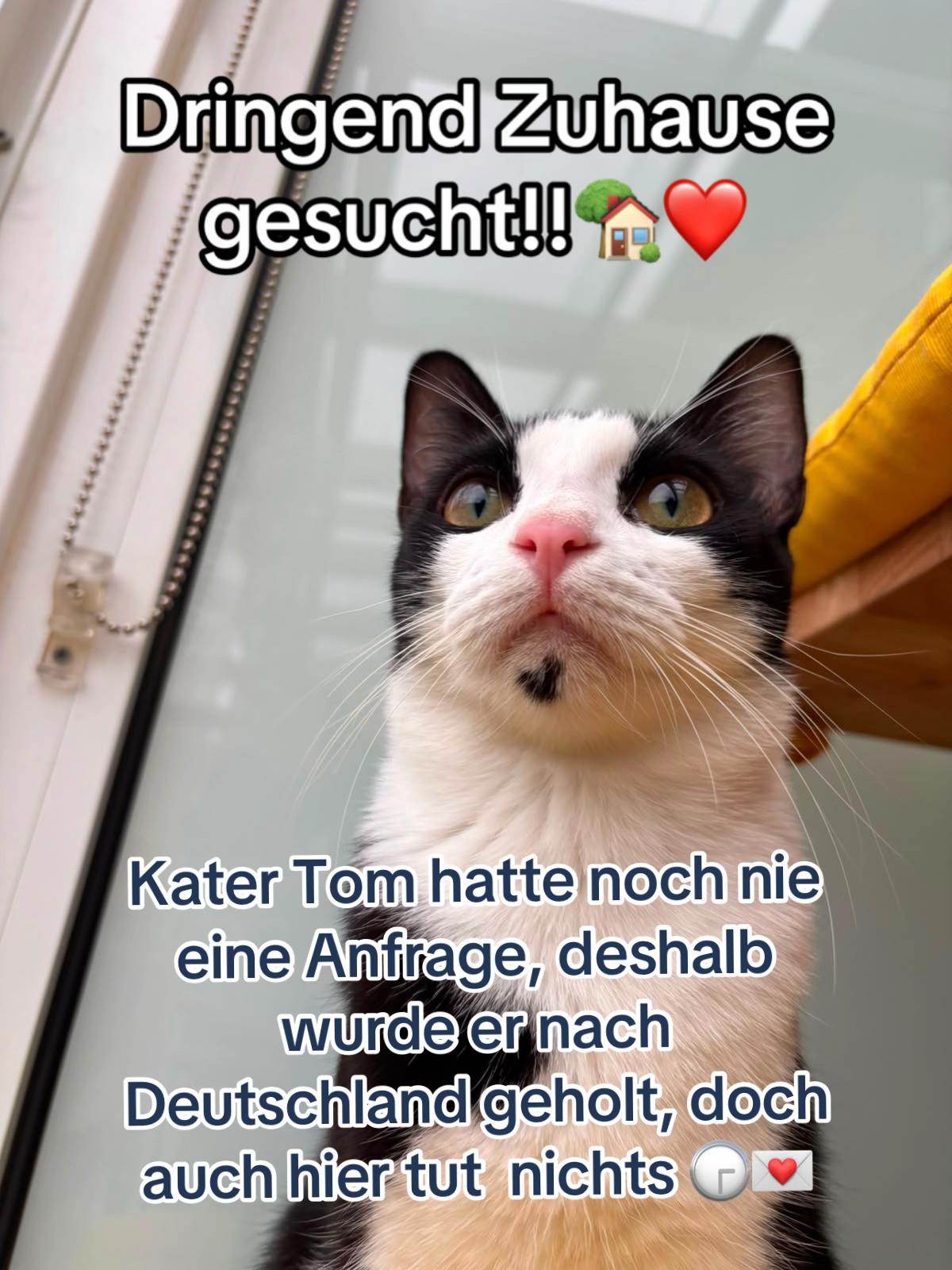 @Katzenblicke e.V.