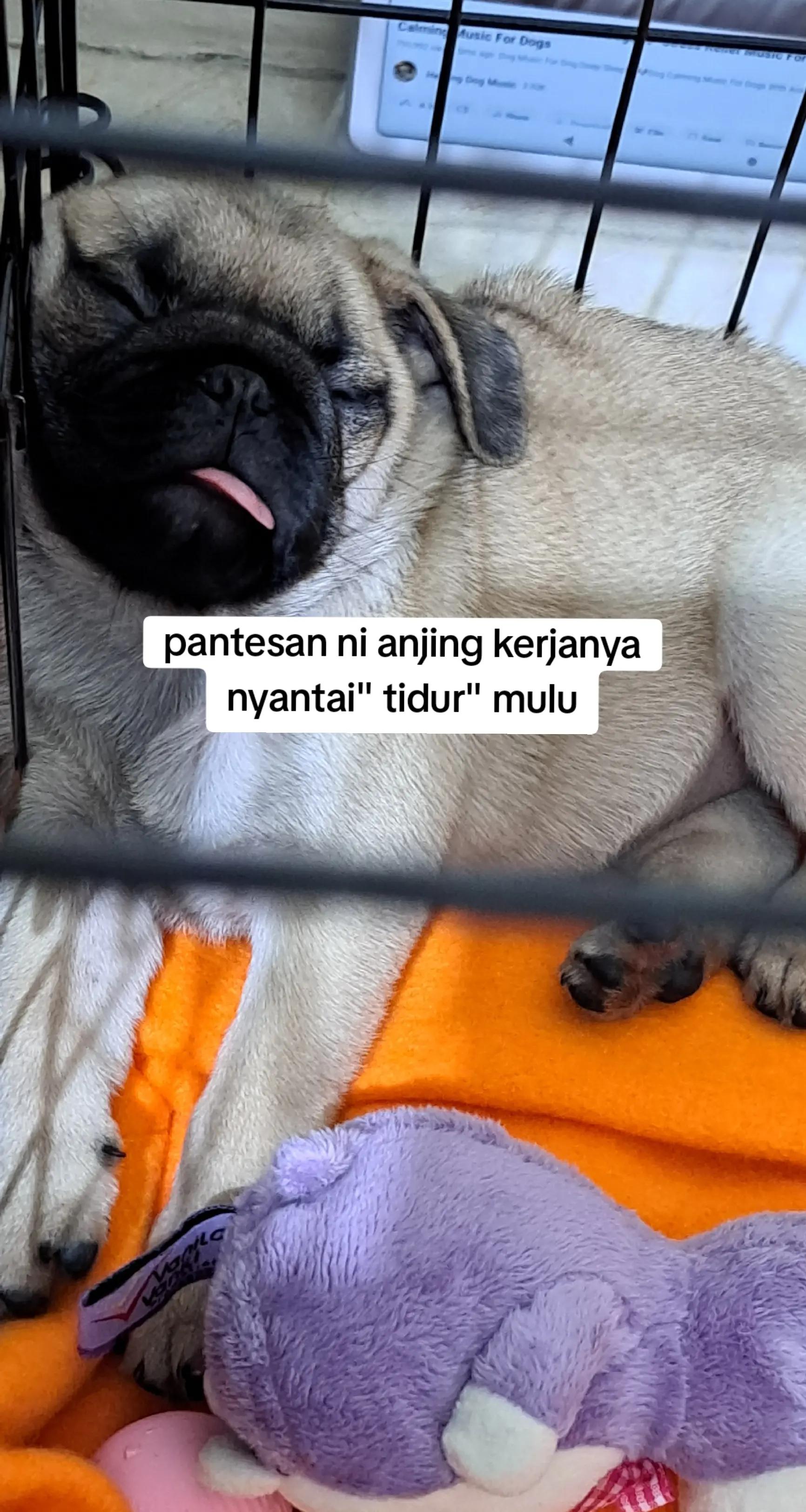 @Miso The Pug | Eat&Travel 🐾