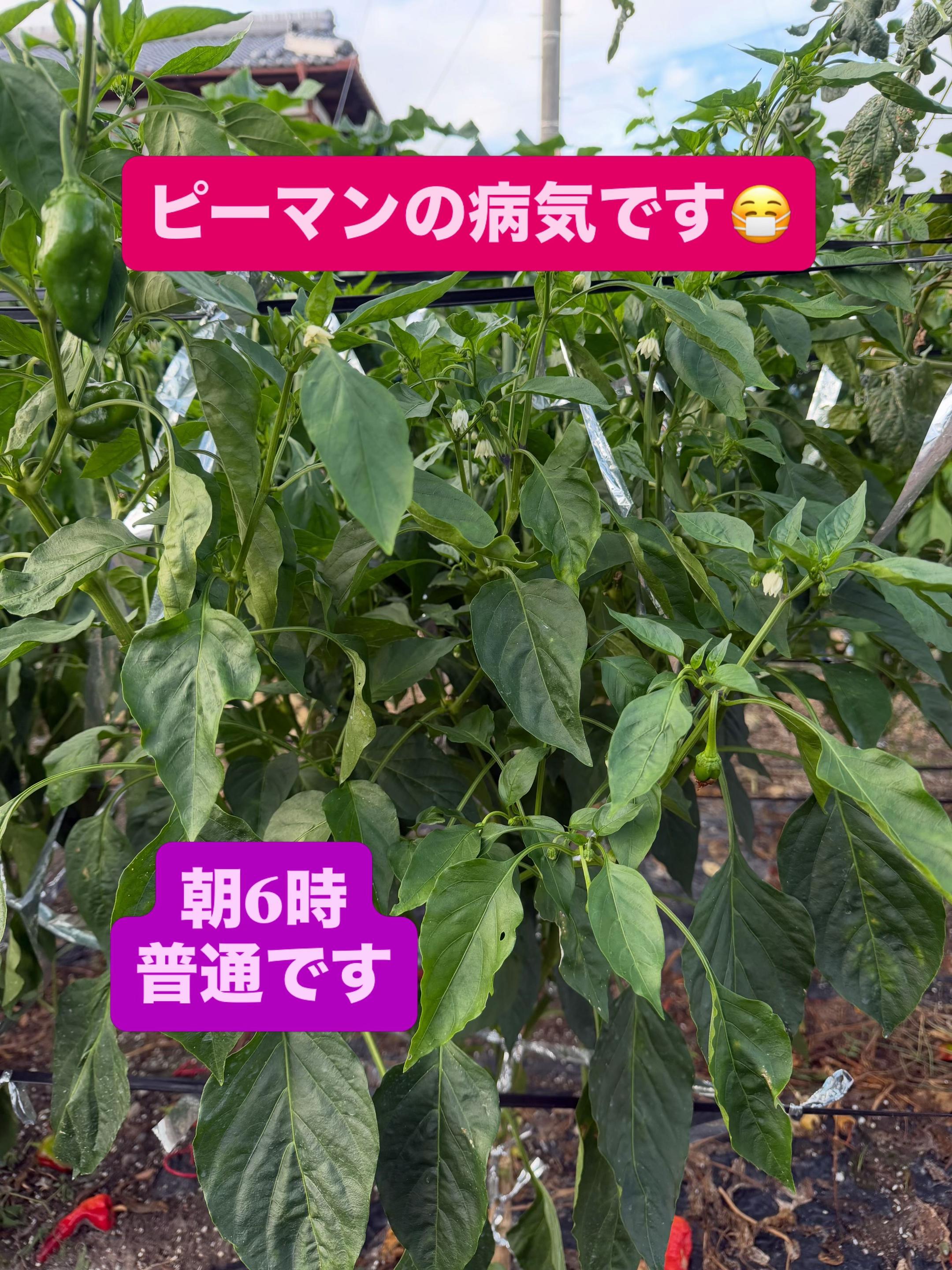 @堀井農園