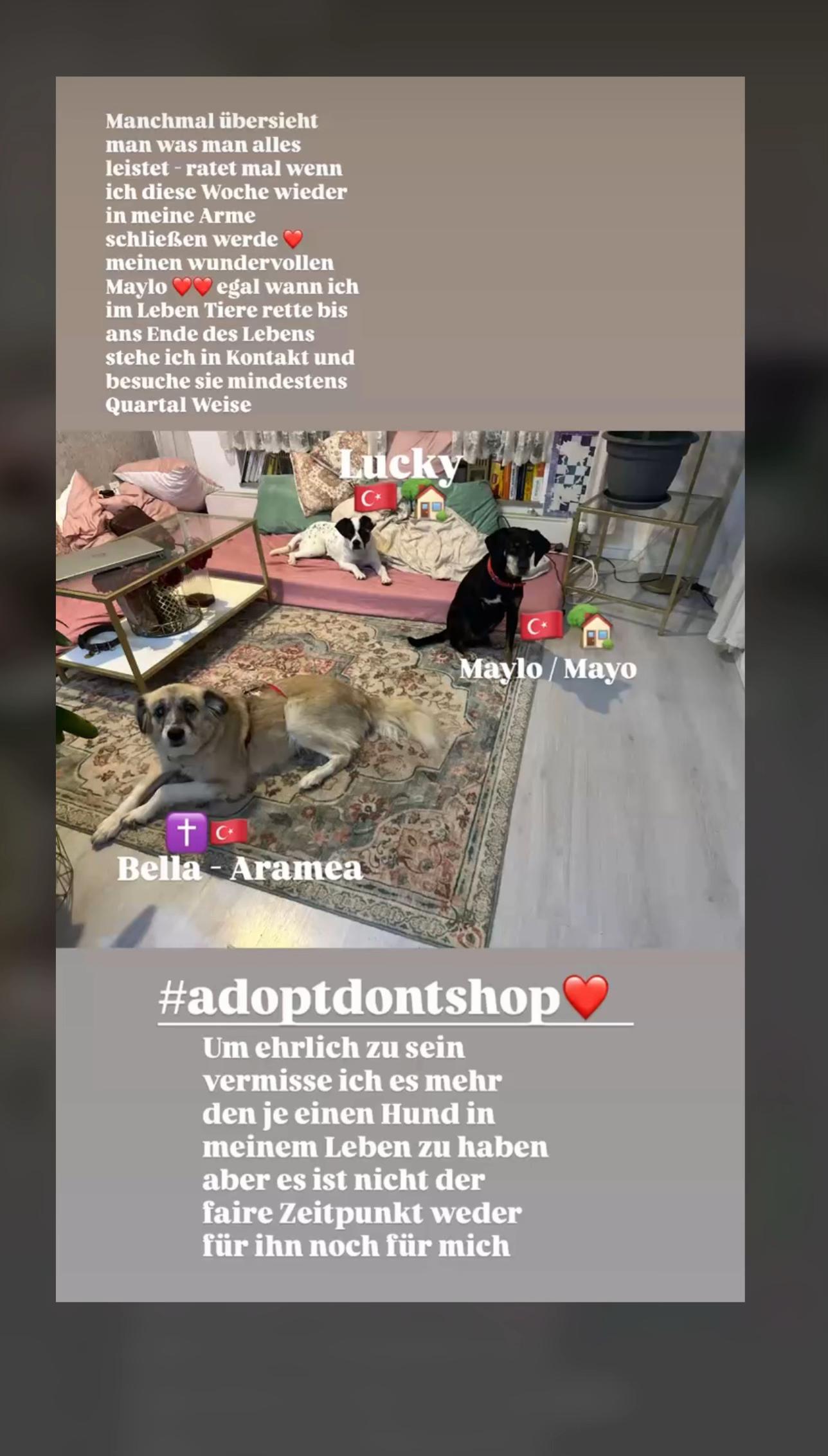 @Dogoargentino_mami