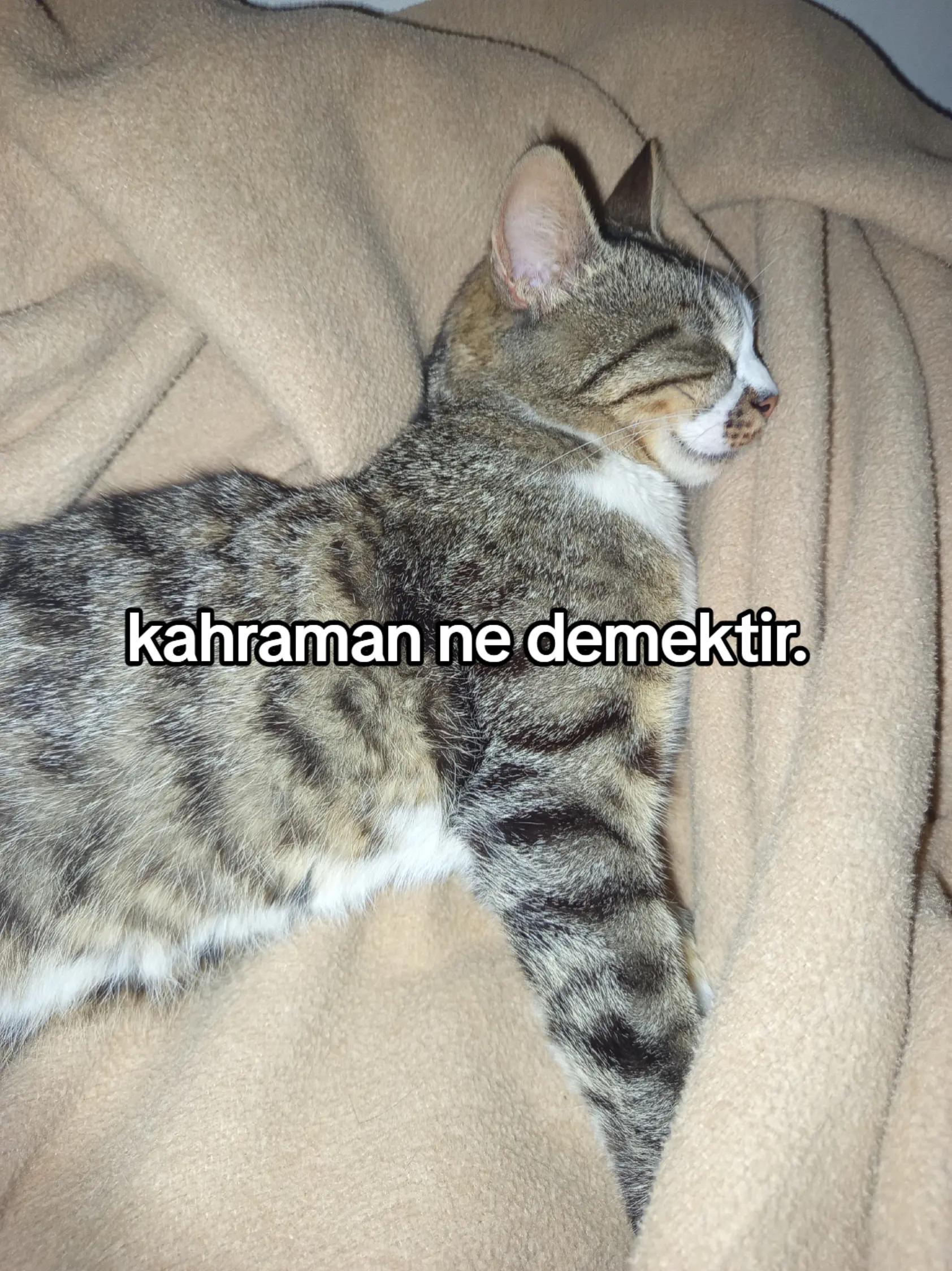 @zehra