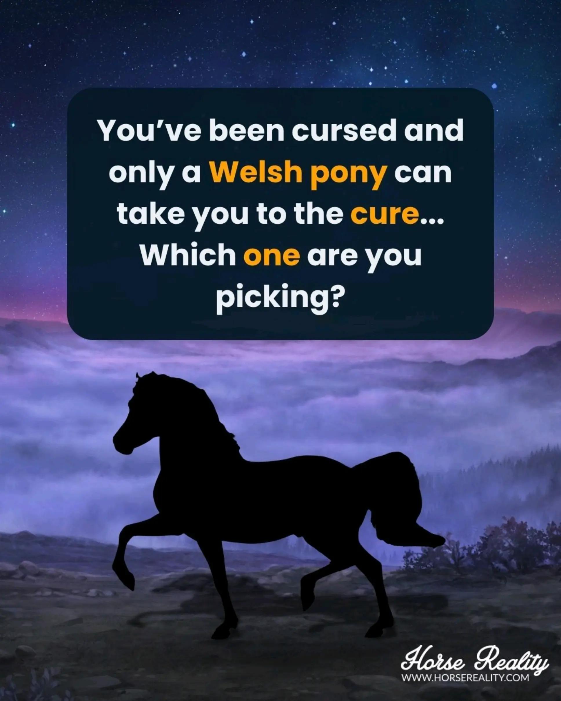 @Horse Reality