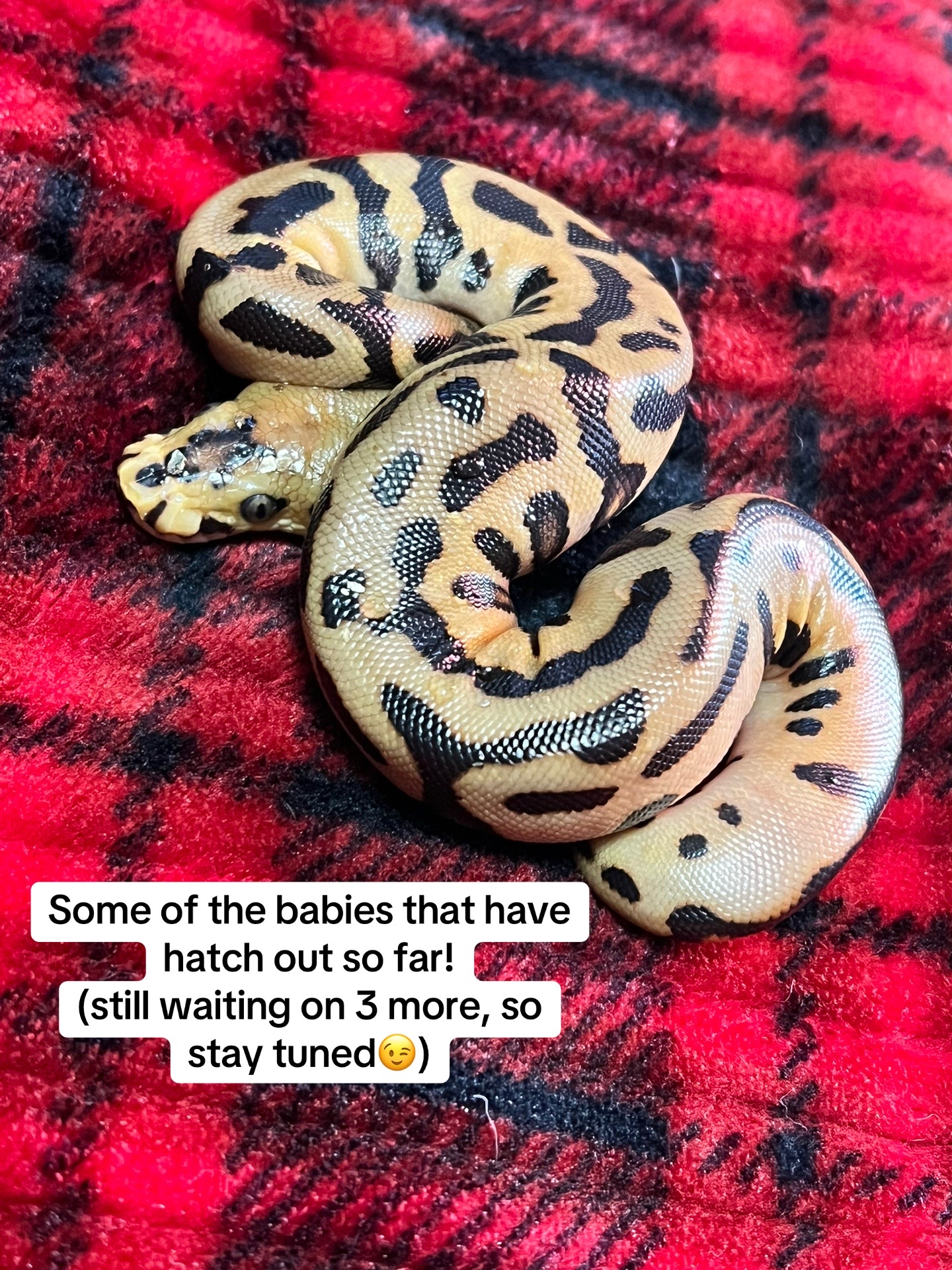 @Mystic.Morphs