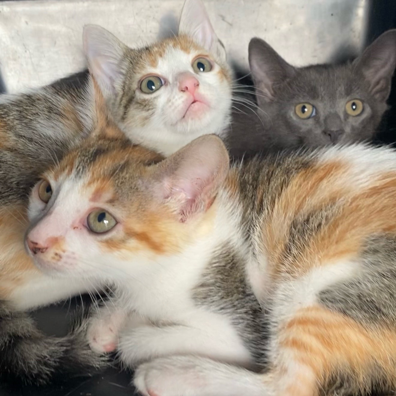 @The Cattery
