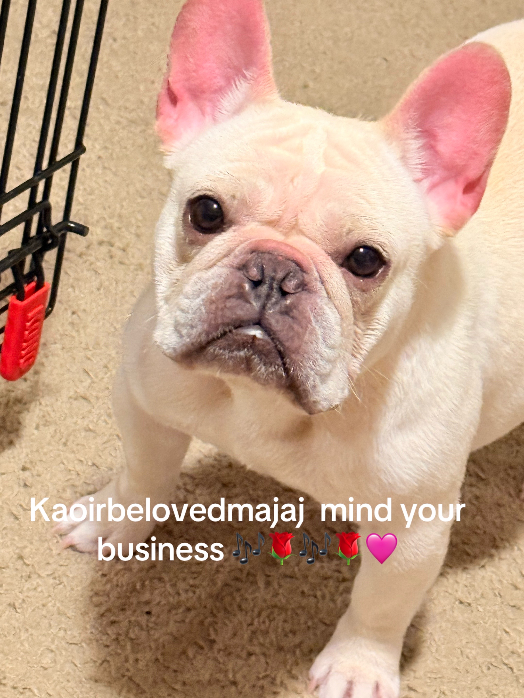 @🌹💙🎶Kaoirbelovedmajaj💙🎶🌹