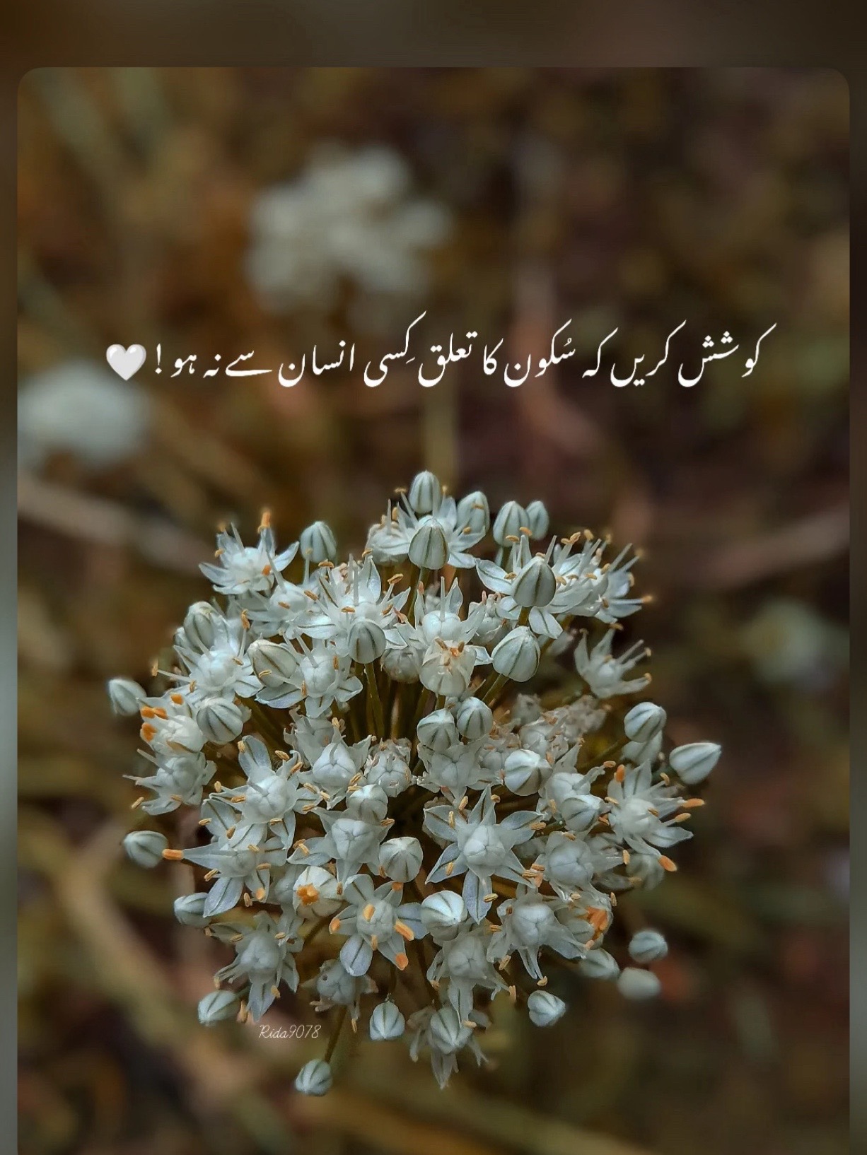 @fatima73