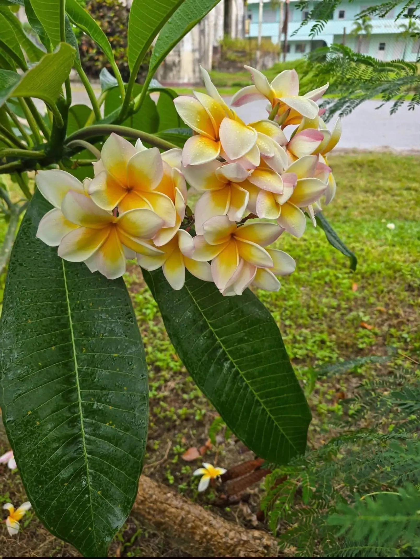 @🥀🥀রাইসা জাহান 🥀🥀