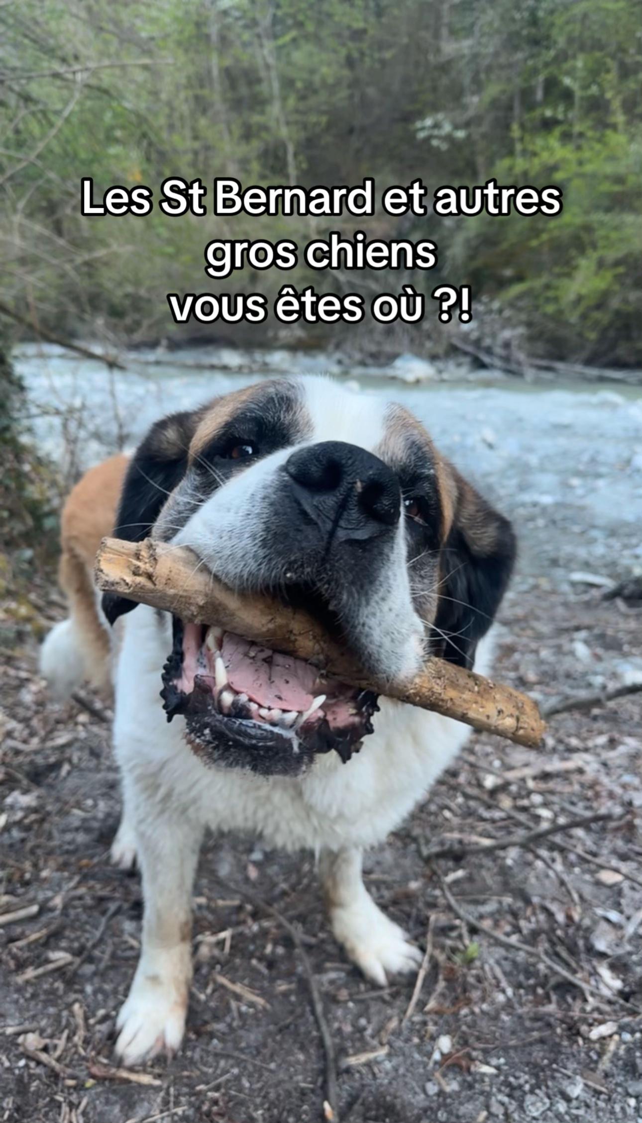 @Xena le St Bernard