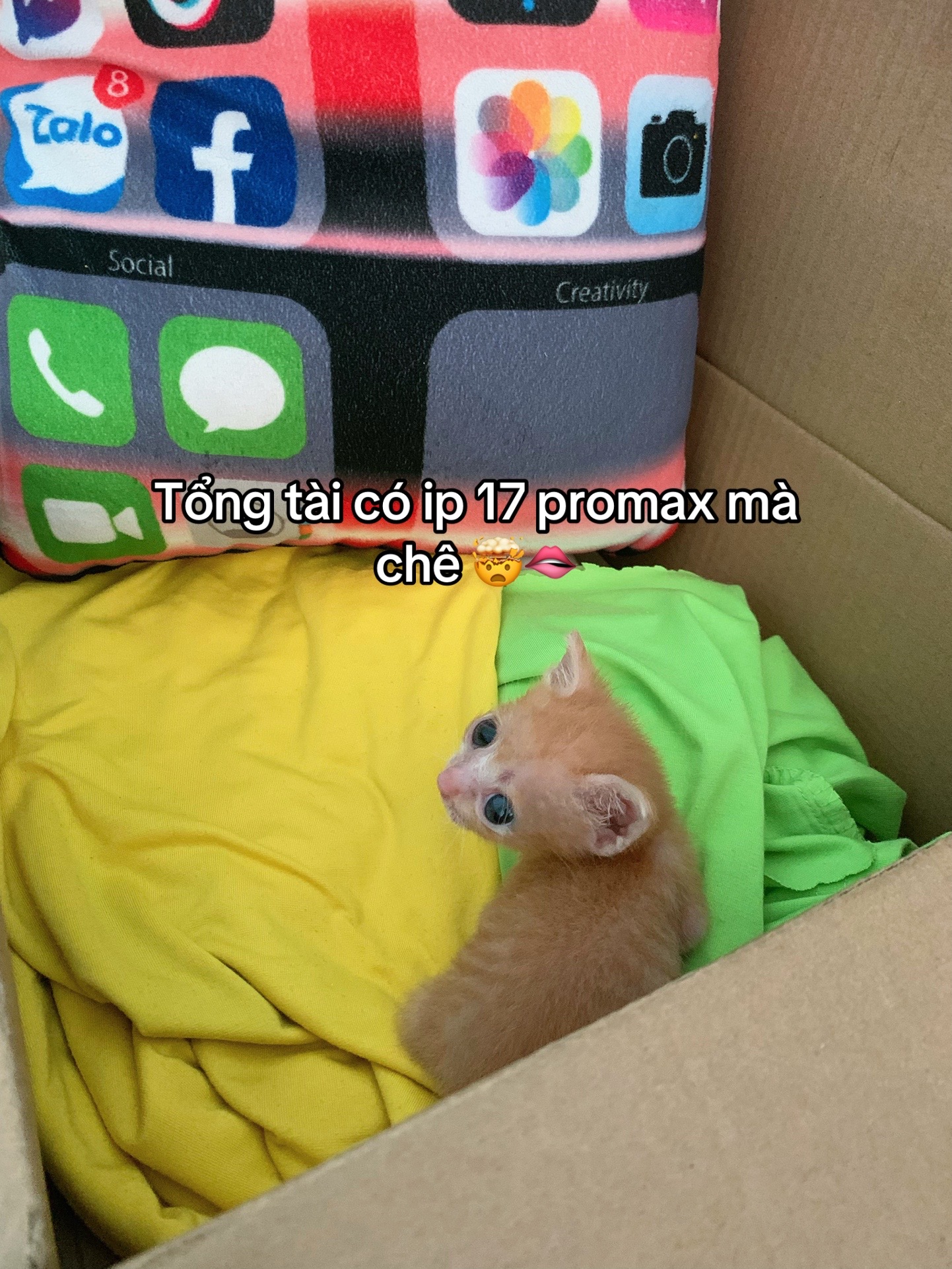@Trú mèo tên mimi
