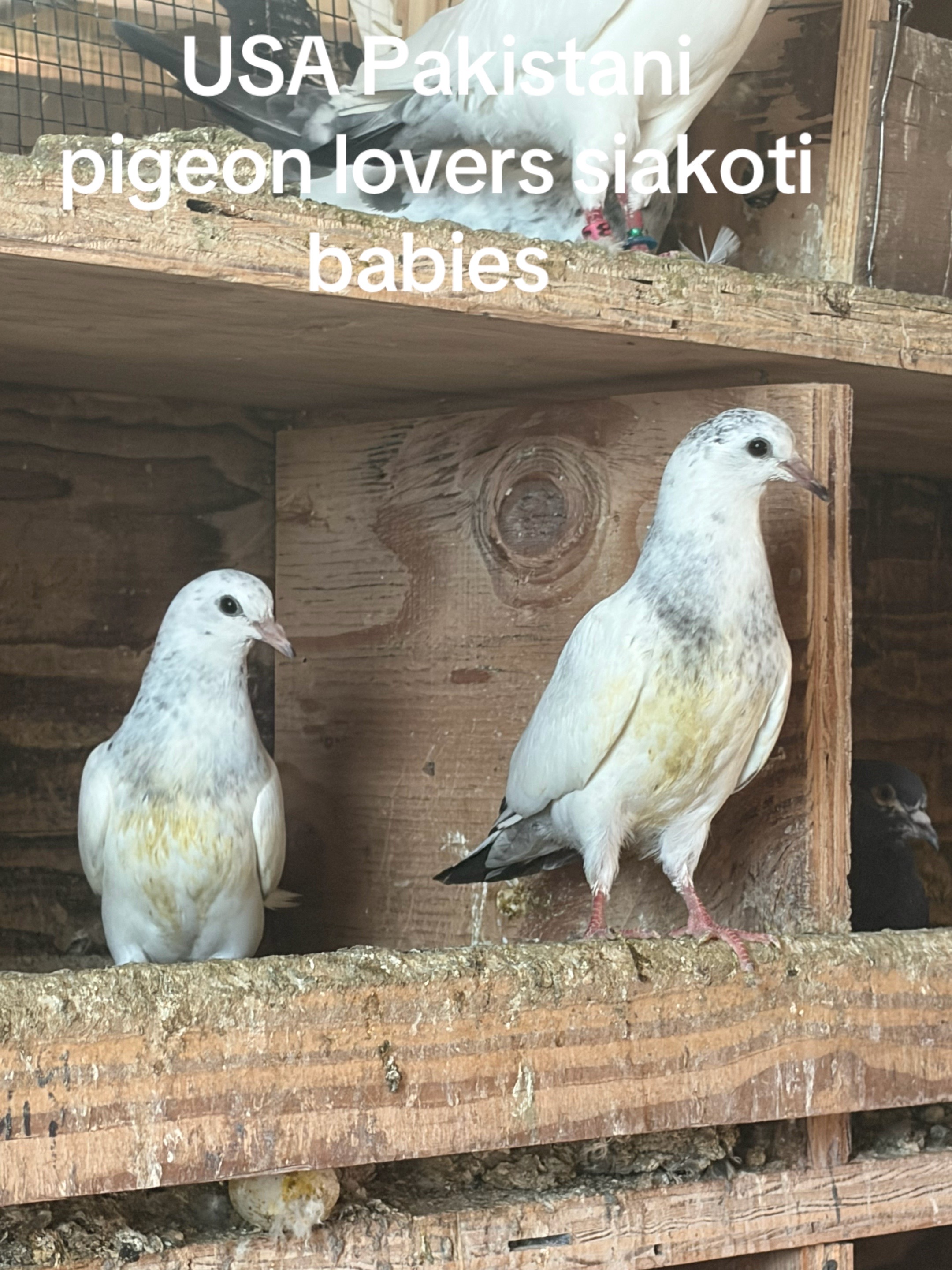 @USA 🇺🇸 Pakistani pigeon club