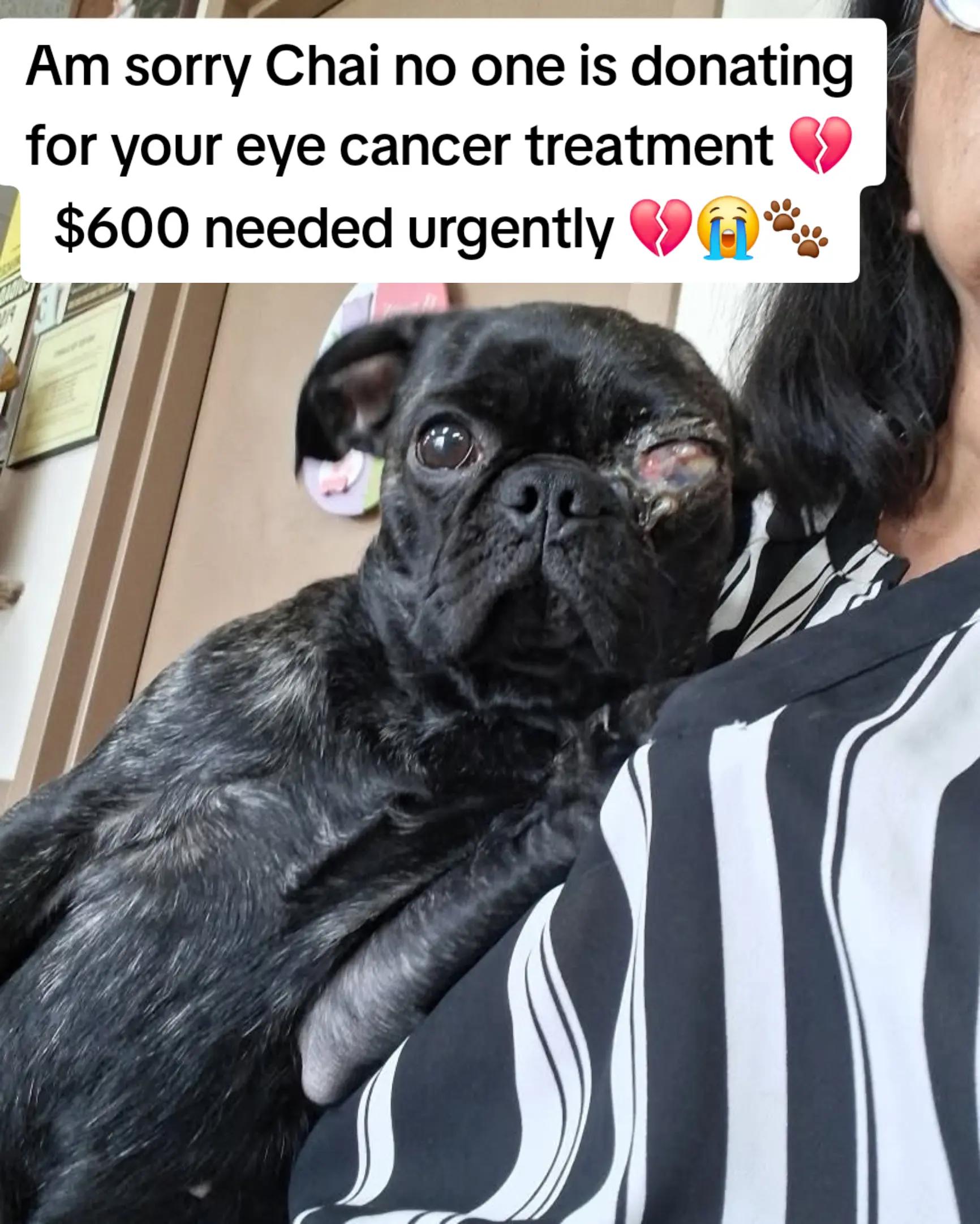 @adoptabledogsofmiami