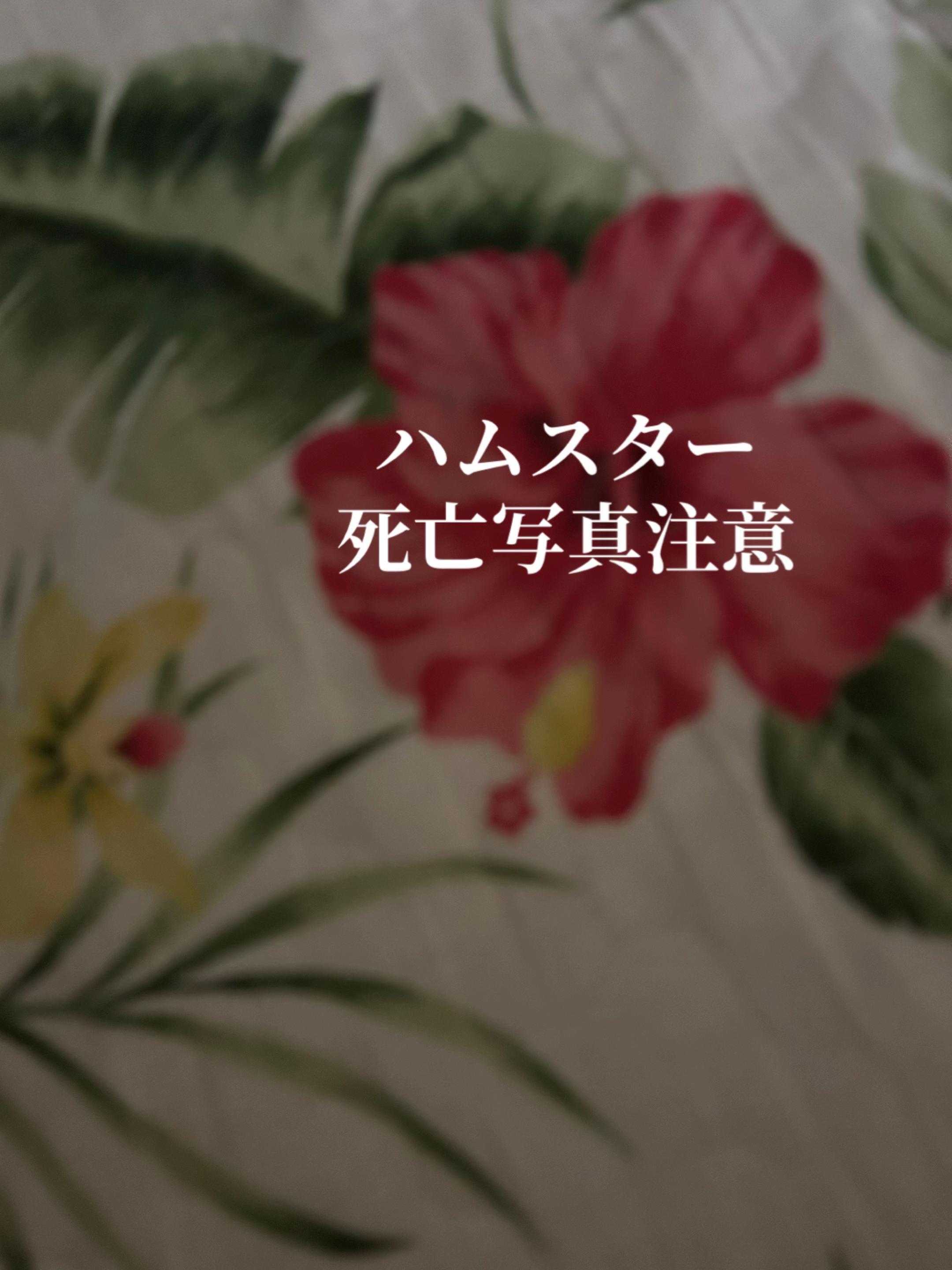 @ゆず🐥⸒⸒✒️