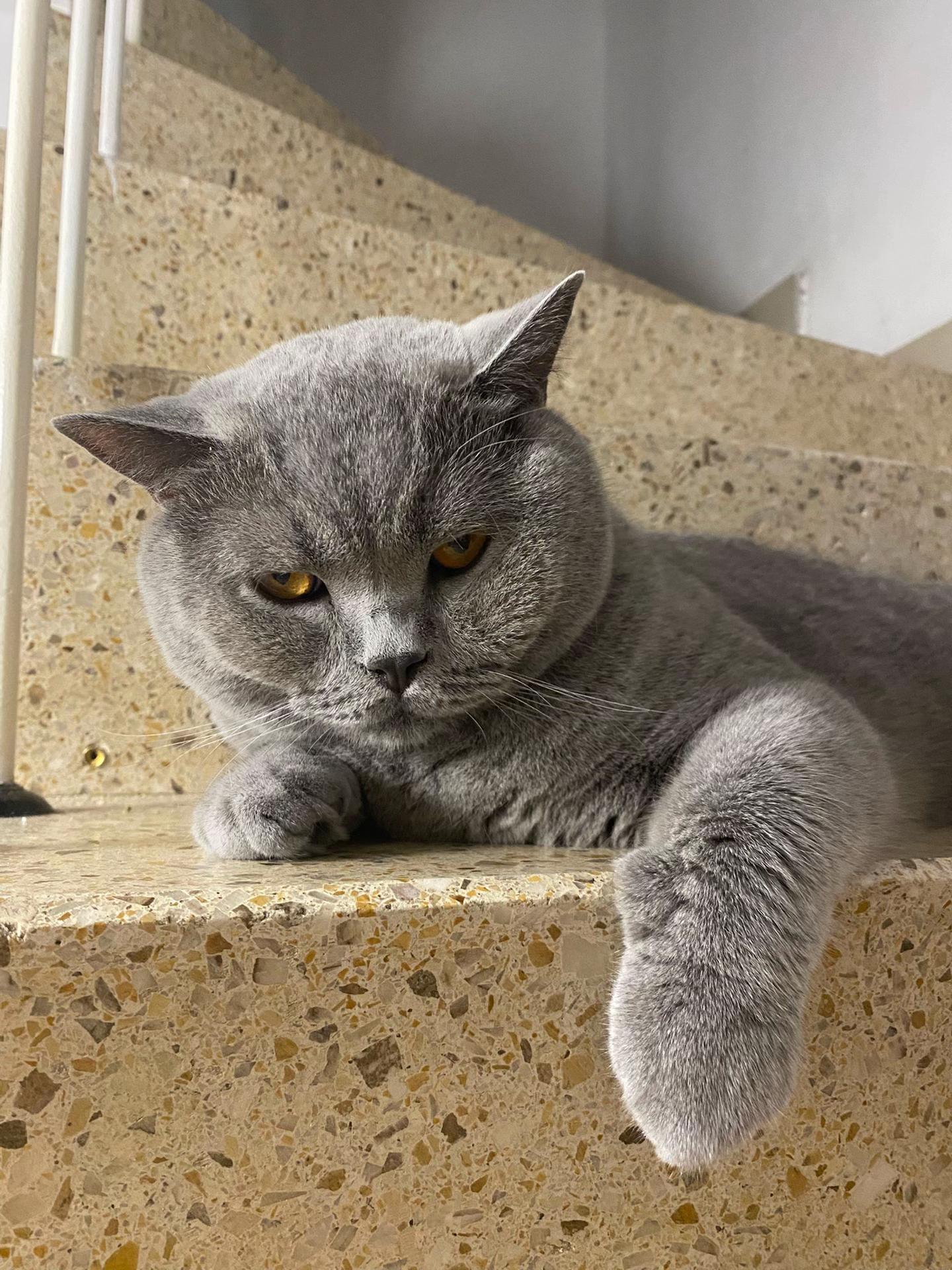 @😸