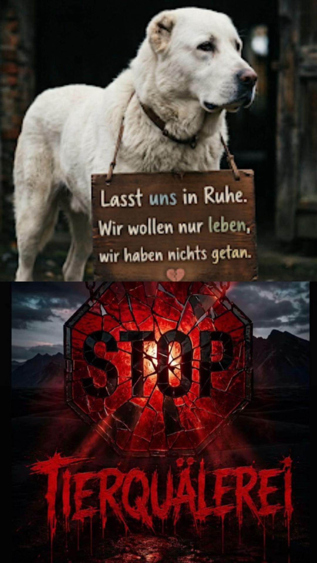 @Lua Team🐈🐕🦺Löwenherz❤️🦁