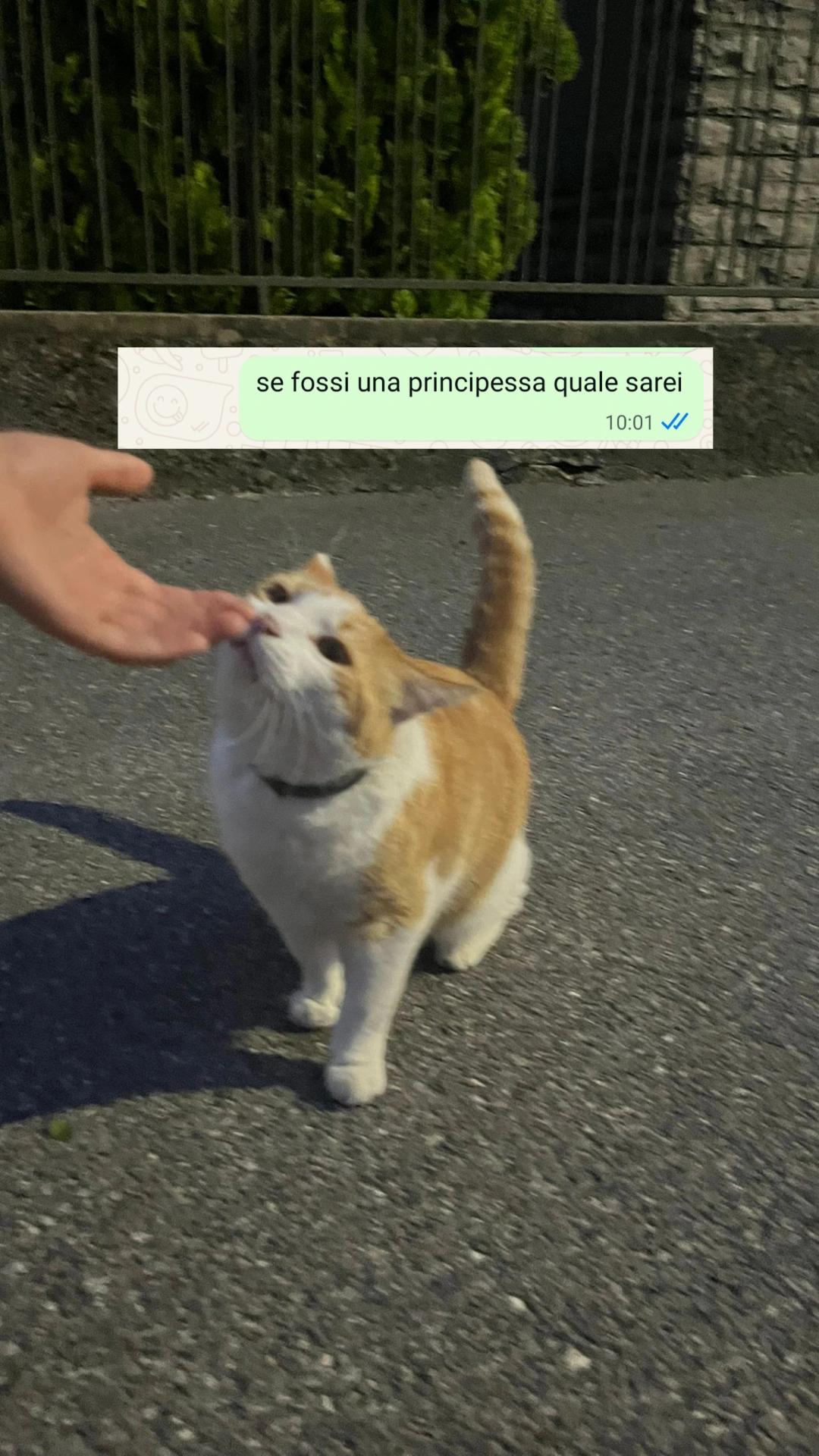 @🦊