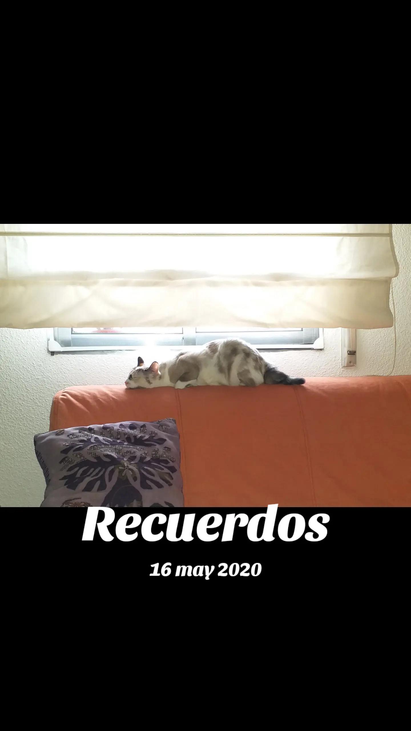 @Mensi