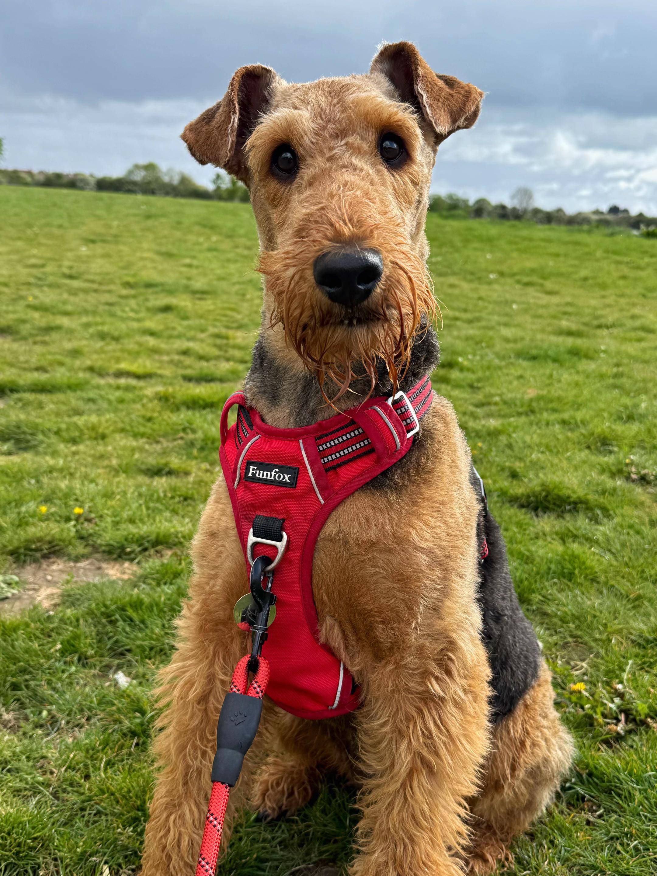 @Thefoxandtheairedale
