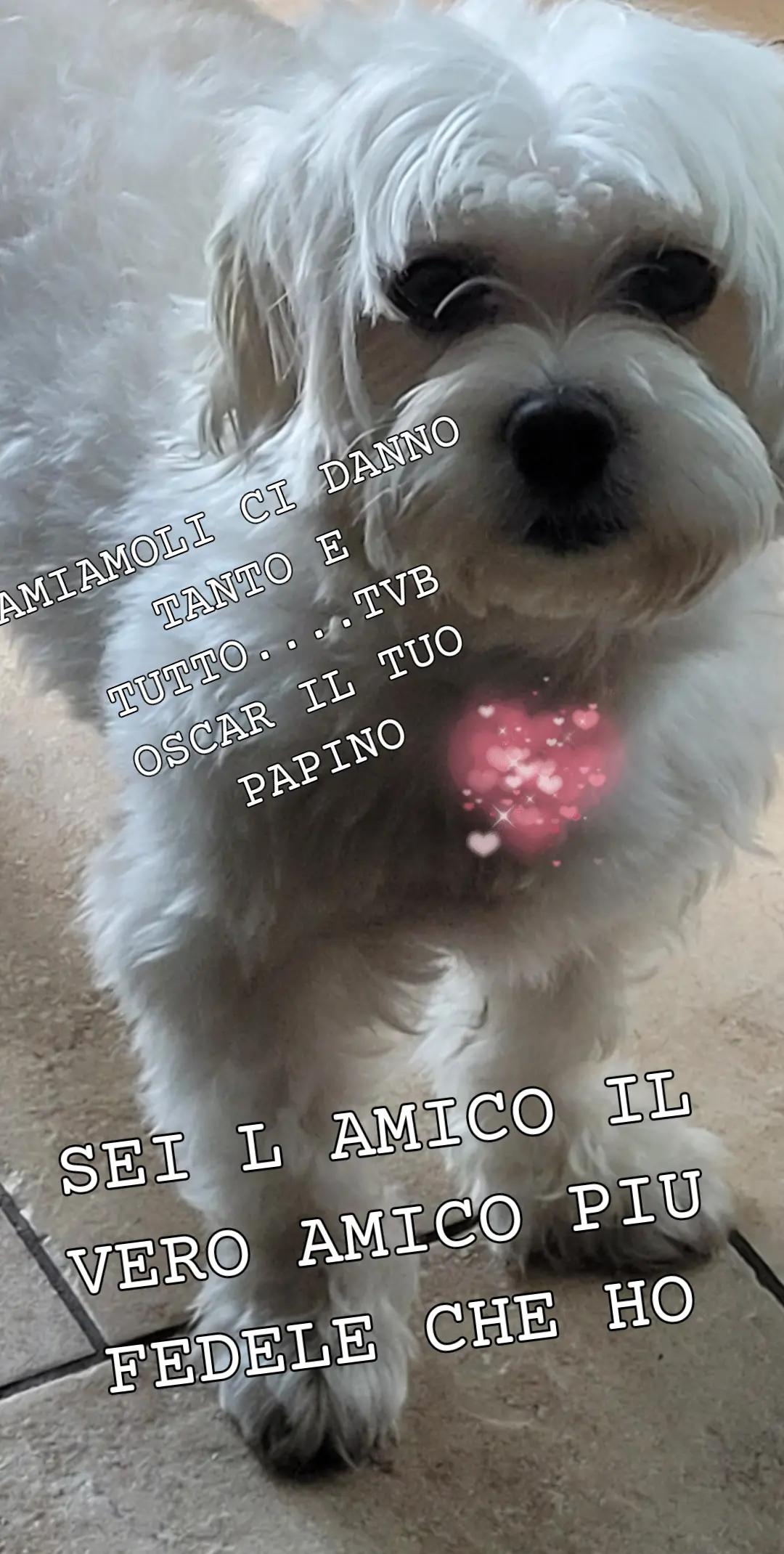 @๐บ Riccardo ๐ค๐ PUGLIESE ๐บ