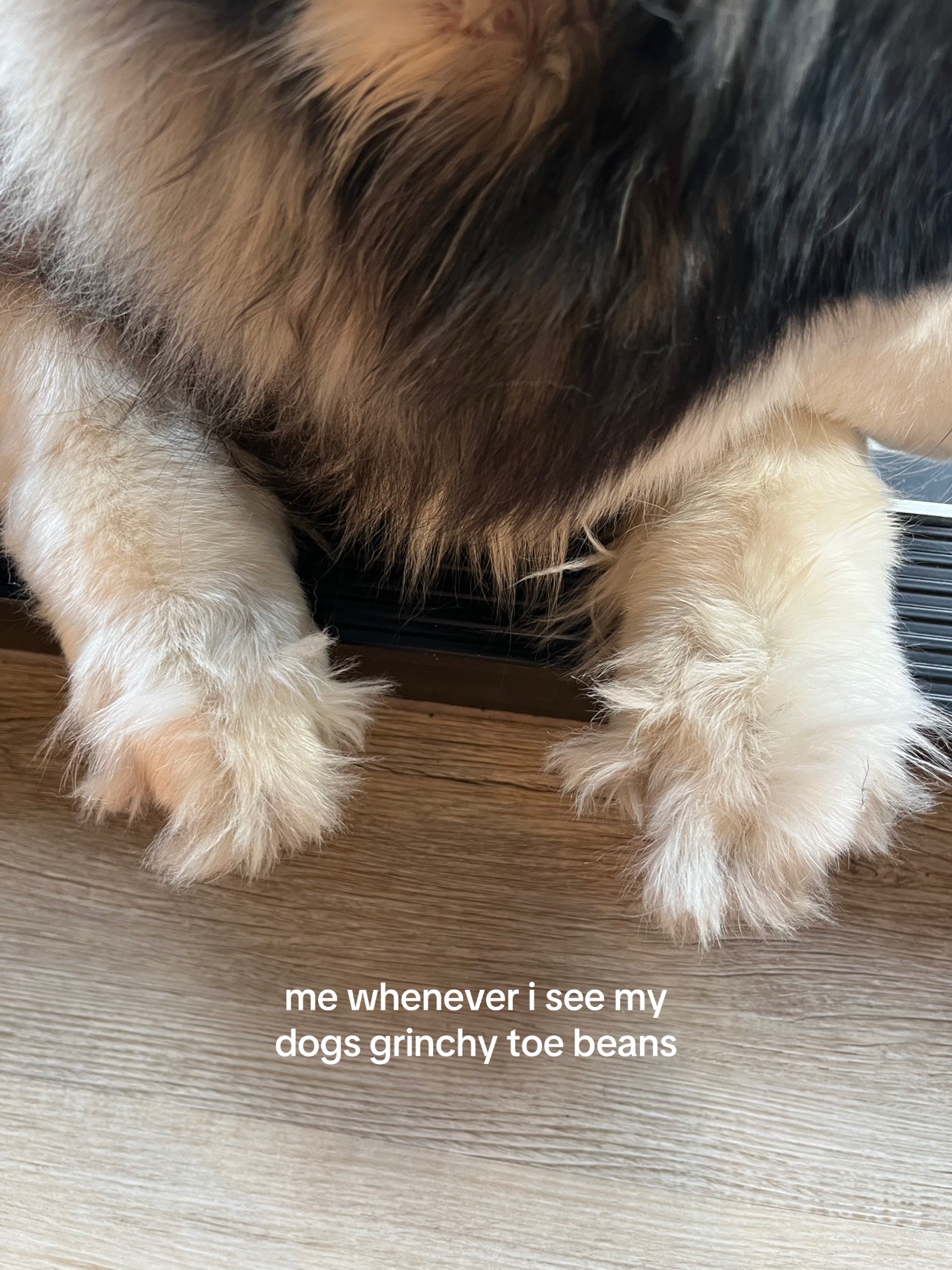 @Winnie & Wookie🐾