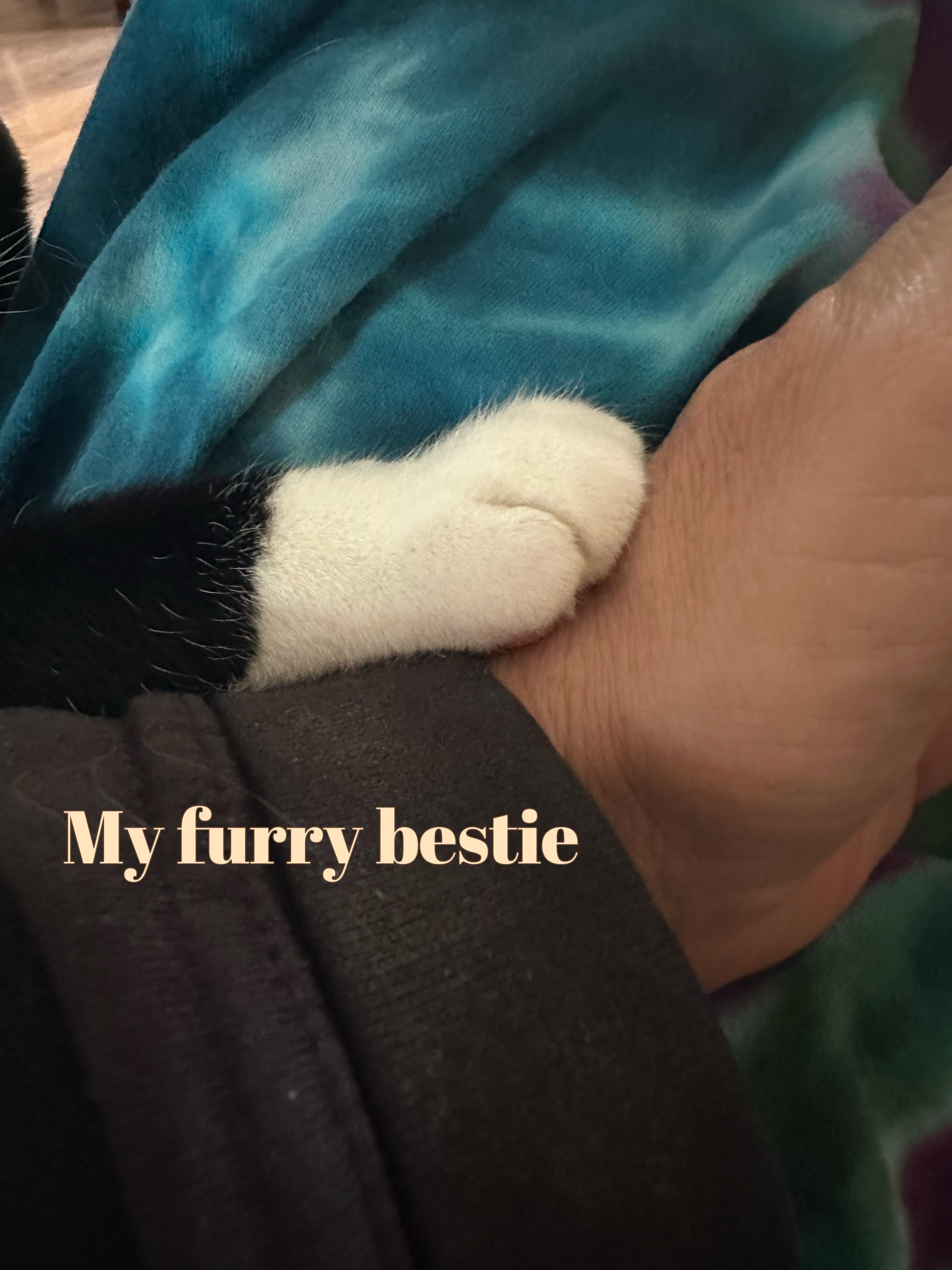 @Bratcats