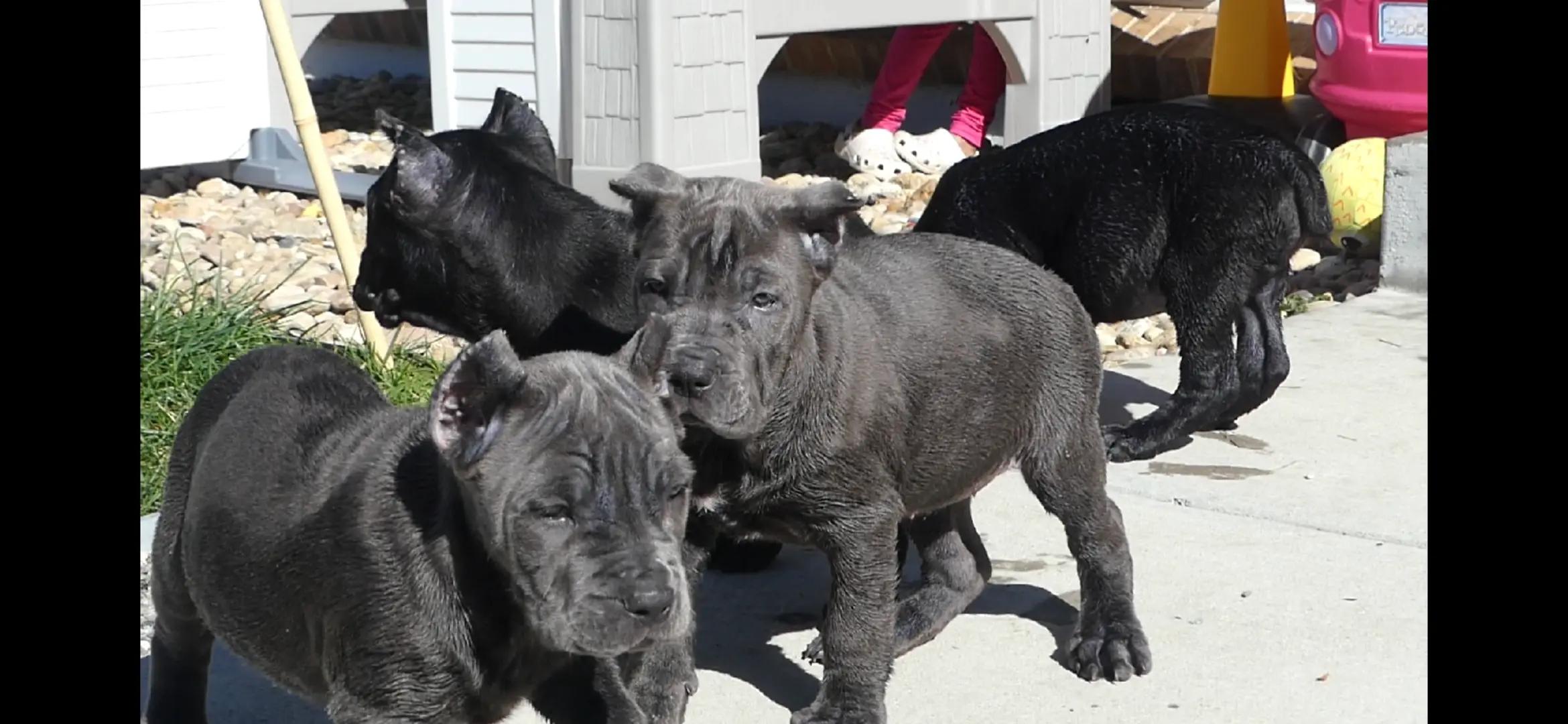 @MileHigh_Cane_Corso