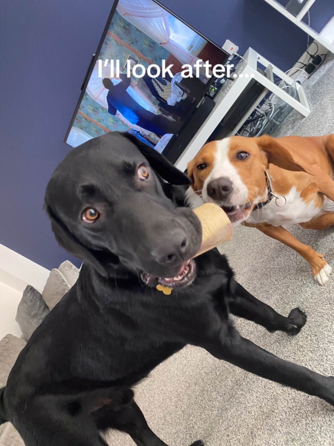 @willow & Buddy xx