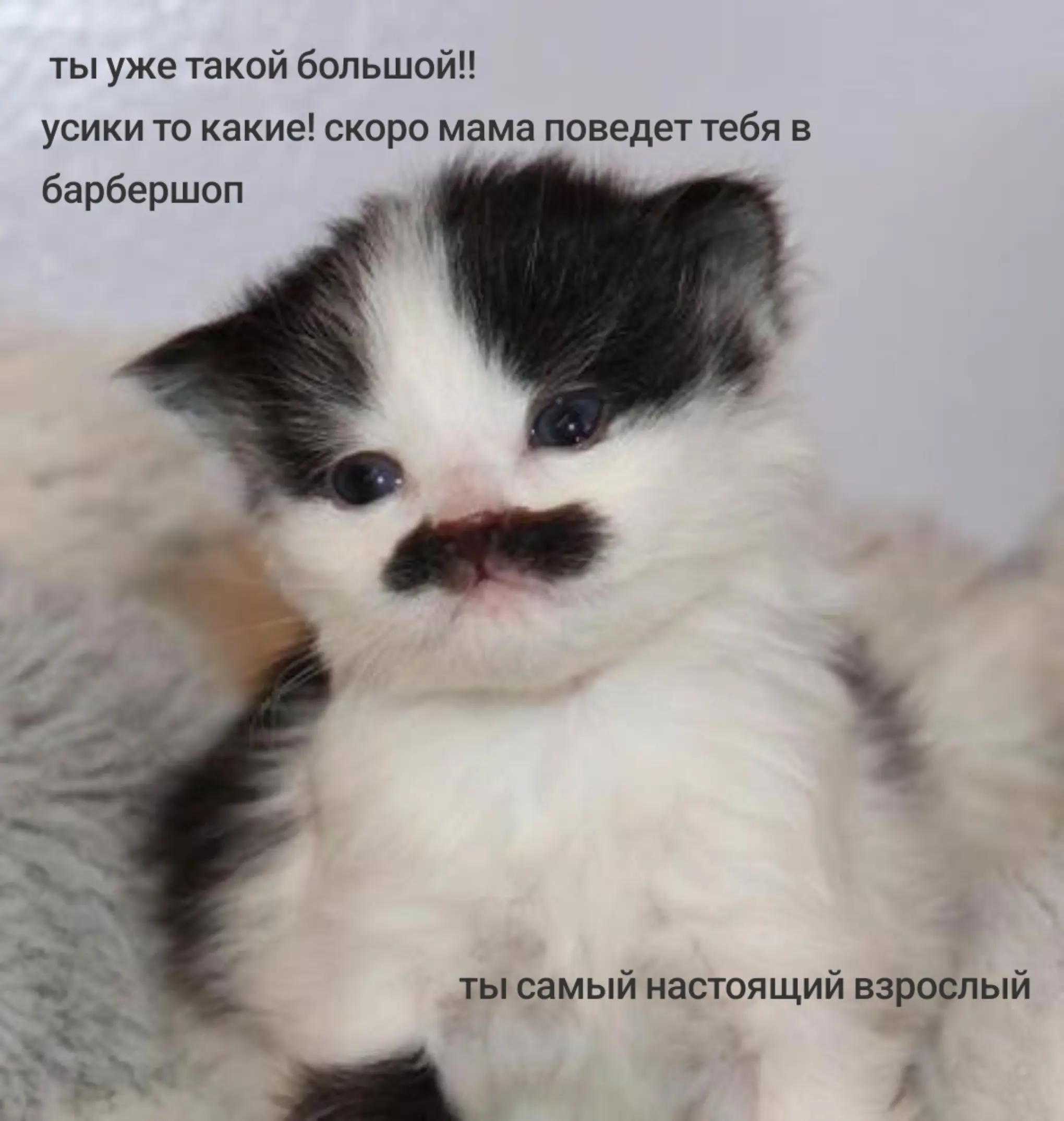 @блогер кича