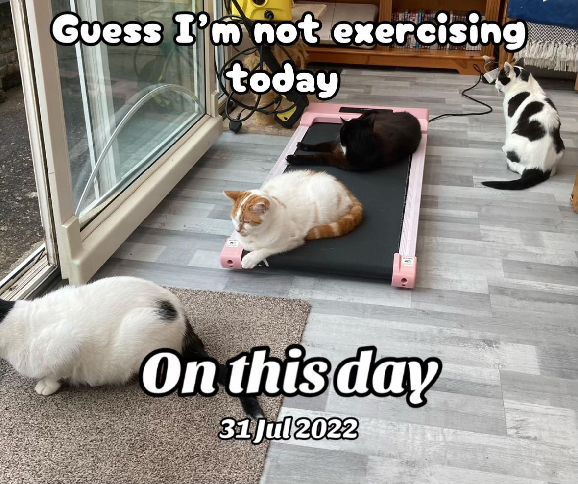 @crazycatladyxfour