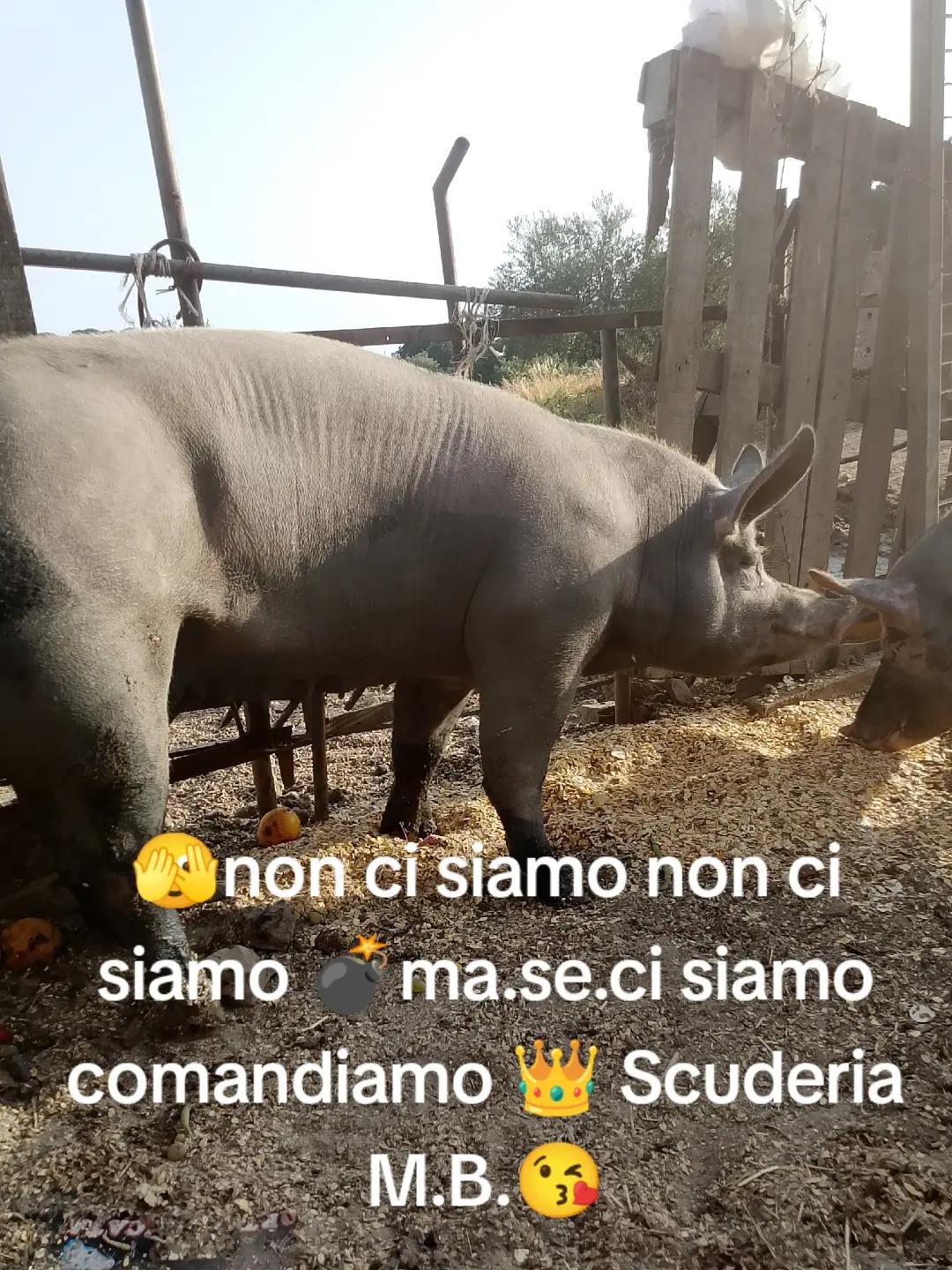@Stefano Zagara